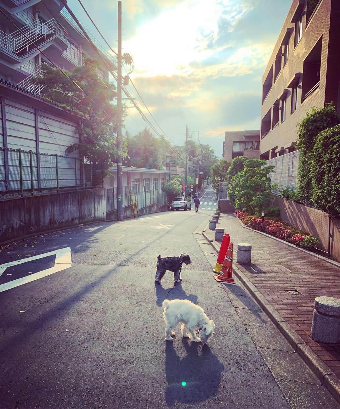 のインスタグラム：「Weekend sunset. ほんの一瞬 さした陽射しの美しいことよ。よい週末を。#mutsulann #sibuyastyle #tokyolife #goodvibesonly #goodneighbors #thisistokyo #thisisjapan」
