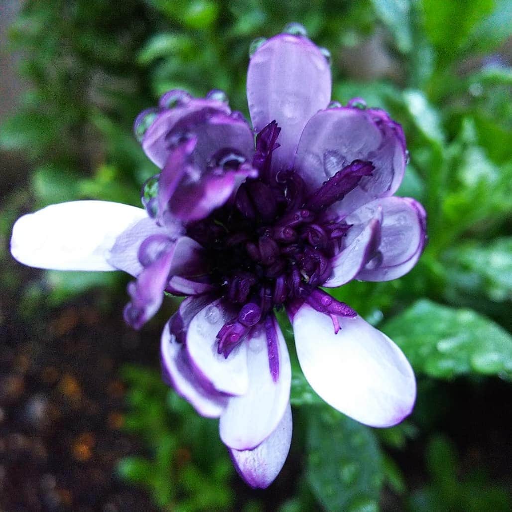 みながわゆみさんのインスタグラム写真 - (みながわゆみInstagram)「#おつかれさま #雨上がり #オステオスペルマム #おすておすぺるまむ #紫色 #白色 #上品 #きれい #はな #花 #flower #はなまっぷ #花まっぷ #花の写真 #花写真 #花撮り #花好きな人 #花好きな人と繋がりたい #写真好き #写真好きな人と繋がりたい」6月8日 18時47分 - nama.09.19