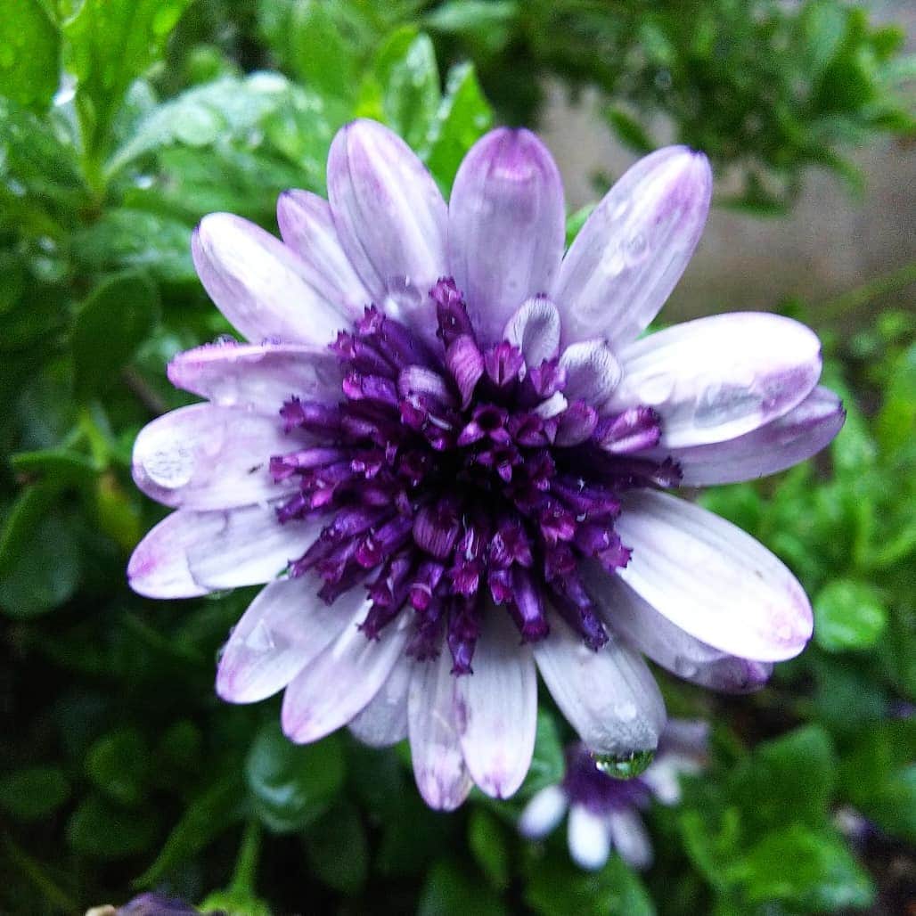 みながわゆみさんのインスタグラム写真 - (みながわゆみInstagram)「#おつかれさま #雨上がり #オステオスペルマム #おすておすぺるまむ #紫色 #白色 #上品 #きれい #はな #花 #flower #はなまっぷ #花まっぷ #花の写真 #花写真 #花撮り #花好きな人 #花好きな人と繋がりたい #写真好き #写真好きな人と繋がりたい」6月8日 18時47分 - nama.09.19