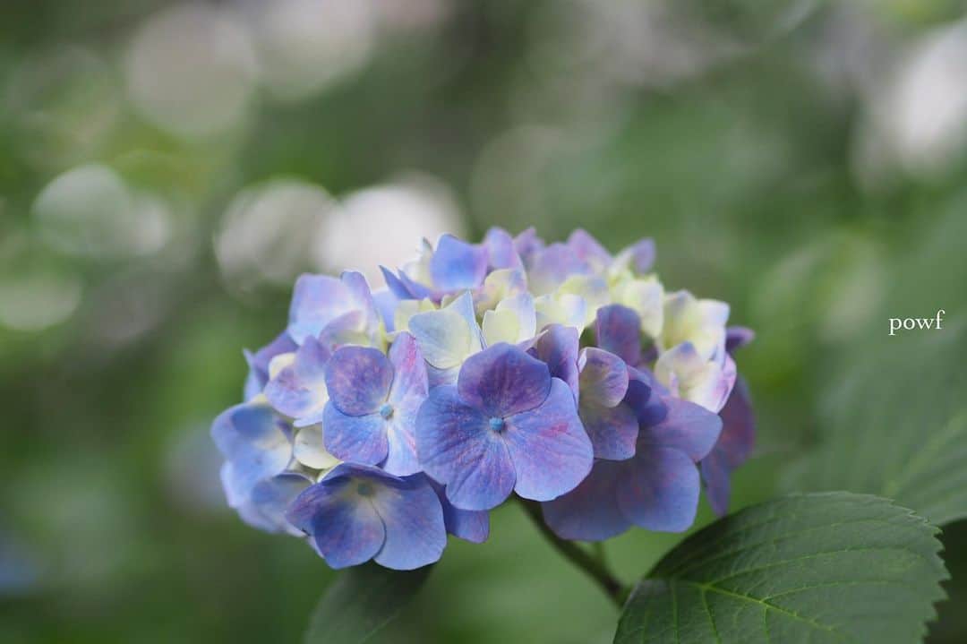 anemone_69のインスタグラム：「. #ご近所散歩 . まだ初々しい感じの紫陽花✤ . . #hydrangea #アジサイ #あじさい #紫陽花 . . .」