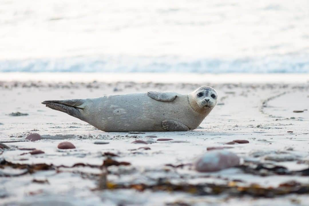 Discoveryさんのインスタグラム写真 - (DiscoveryInstagram)「Preparing for #WorldOceansDay with some side planks. 💪 . . An estimated 50-80% of all life on earth is found under the ocean surface. The ocean produces over half the world's oxygen and regulates our climate and weather. It's important to take action now to protect our oceans for the health of the planet and all species, including humans. . . . . #ocean #underwater #seal #OceansDay #potd #nature #wildlife #planet #world #saveourplanet」6月8日 19時23分 - discovery