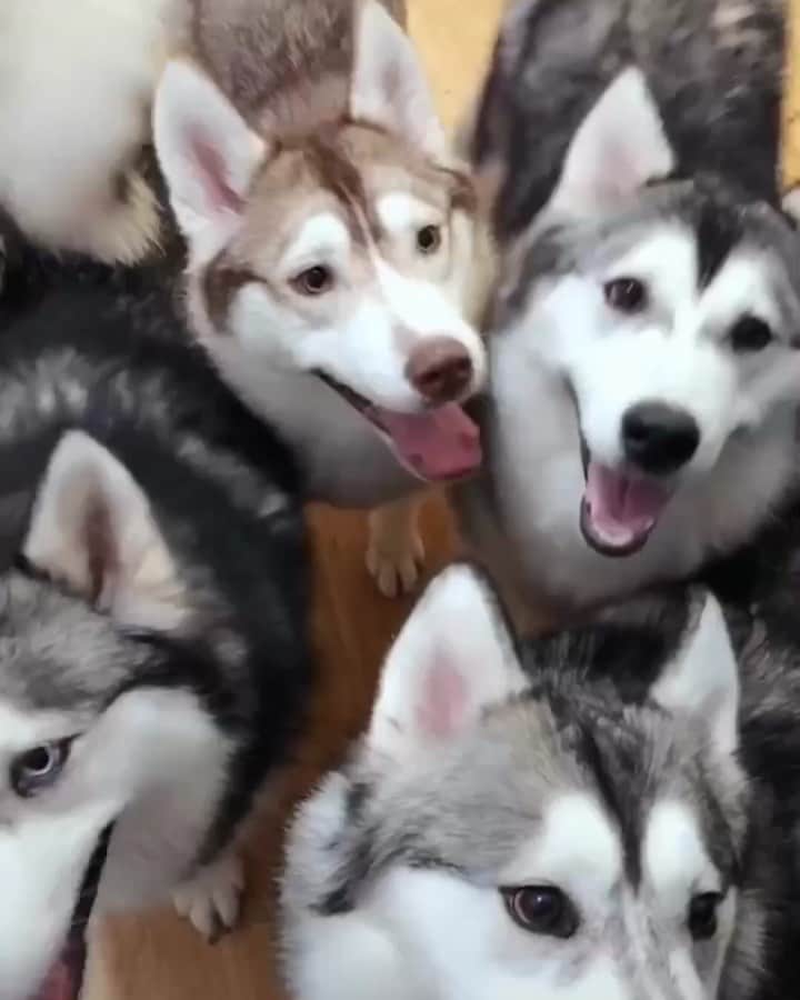 husky and malamuteのインスタグラム：「Waiting for their lunch.🥰🥰😛😛 follow @alaskandaily （Twitter：alaskandaily）for more cute pic and video.😜 ……………………………………………………………… Each video was approved by the original author. But  don't have a Instagram account. We are first one post those video. So watermark credit @alaskandaily ……………………………………………………………… #alaskan#malamute#alaskanmalamute#alaskanhusky#malamutesofinstagram#puppylife#puppylove#puppydog#puppylover#dogdays#malamutepuppy#huskies#huskeypuppy#huskeiesreq#siberian#huskeiesofig#dogslife#dogsofnyc#cutedog#cutedogs#huskeypics#huskeylovers#huskygram#huskeylove#huskiesofinstagram#dogsofnyc#husky#狗」