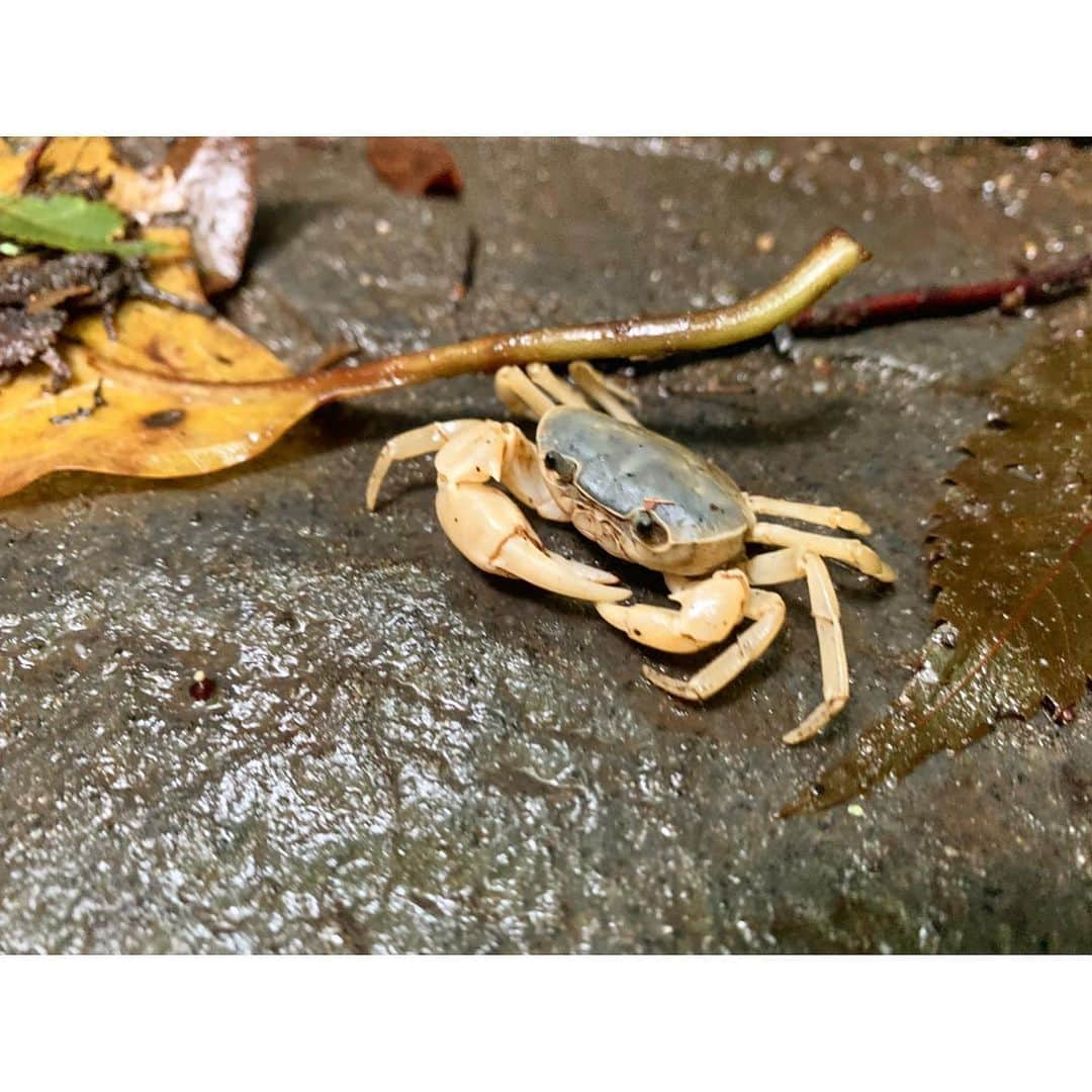 三谷紬さんのインスタグラム写真 - (三谷紬Instagram)「* Abema的ニュースショーのロケで 千葉県市原市に行ってきました🚃 話題の“チバニアン”について取材するためです👏 最寄駅は ローカル線・小湊鉄道の月崎駅！ トロッコやSL列車が通る、 まさに映える駅でした🥺 駅前では “cafeうさぎや”が美味しいコーヒーを売っています☕️ また、少し行くと養老渓谷もあり 長閑な雰囲気で心が洗われました🍀 明日のAbema的ニュスショーでは “そもそもチバニアンって何なの？”という疑問を解消できる企画を放送予定です☺️ お昼12時から是非見てください👀💓 * #千葉#市原市#チバニアン#chiba#japan#小湊鉄道#ローカル線#月崎駅#養老#養老渓谷#コーヒー#うさぎ#cafe#cafeうさぎや#coffee#ice#icecoffee#サワガニ#紫陽花#あじさい#ootd#私服#zara#northface#beams#Abema的ニュースショー#テレビ朝日#アナウンサー#女子アナ#三谷紬」6月8日 19時57分 - mitani_tsumugi