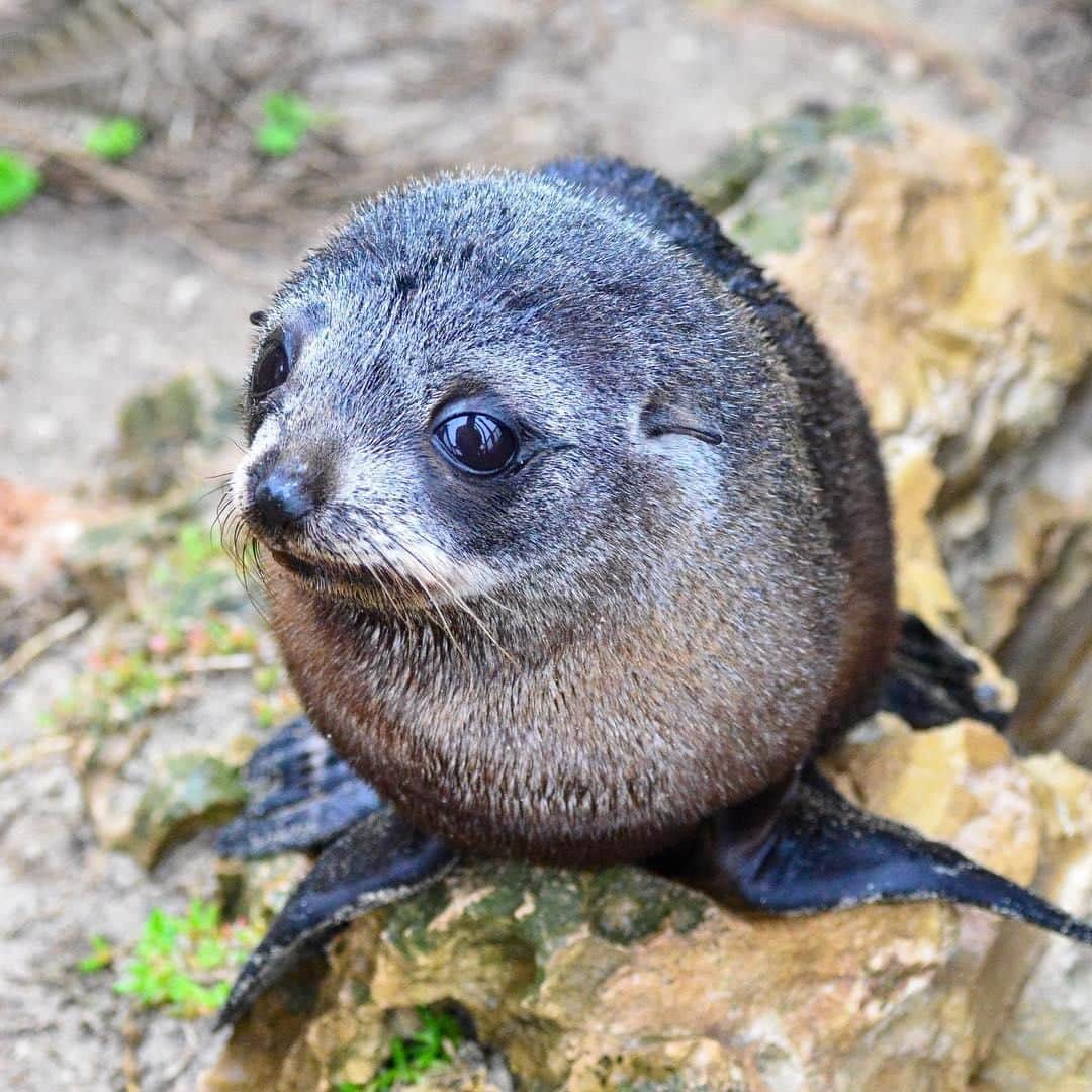 Australiaさんのインスタグラム写真 - (AustraliaInstagram)「Seriously, this little face is just too much! 😍 Spotted by @nikkiki73 at #CapeduCouedic on @authentickangarooisland, this long-nosed fur #seal pup is so darn cute we can hardly handle it. Not only does this part of #KangarooIsland in @southaustralia have an impressive towering lighthouse and endless ocean views, you’ll also find the rather photogenic #AdmiralsArch here, which is a favourite hangout spot for the New Zealand fur seal colony that this divine fellow belongs to. Join a wildlife tour with @kangarooislandodysseys for your best chances of seeing them in the wild.  #seeaustralia #seesouthaustralia #authenticKI #nature #wildlife」6月8日 20時00分 - australia