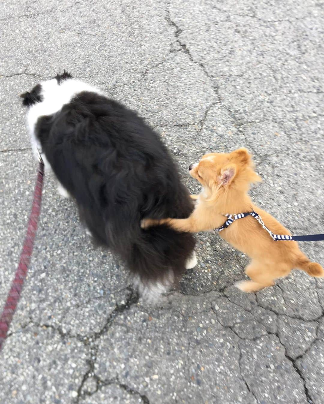 犬バカ部宣伝部長さんのインスタグラム写真 - (犬バカ部宣伝部長Instagram)「🐼💦←🐶💕﻿ まだ生後約半年のチワワのマメちゃん😊﻿ ﻿ 完全にそら困ってる🤣﻿ 昔そらもパトンにこんな感じにドーーンって押してたやん🐼💦←🙌🐼💕しかも川沿いの柵無い所で🤣﻿ ﻿ #犬バカ部﻿ #bordercollie﻿ #ボーダーコリー ﻿ #沢ちゃんの犬」6月8日 20時20分 - umetaturou