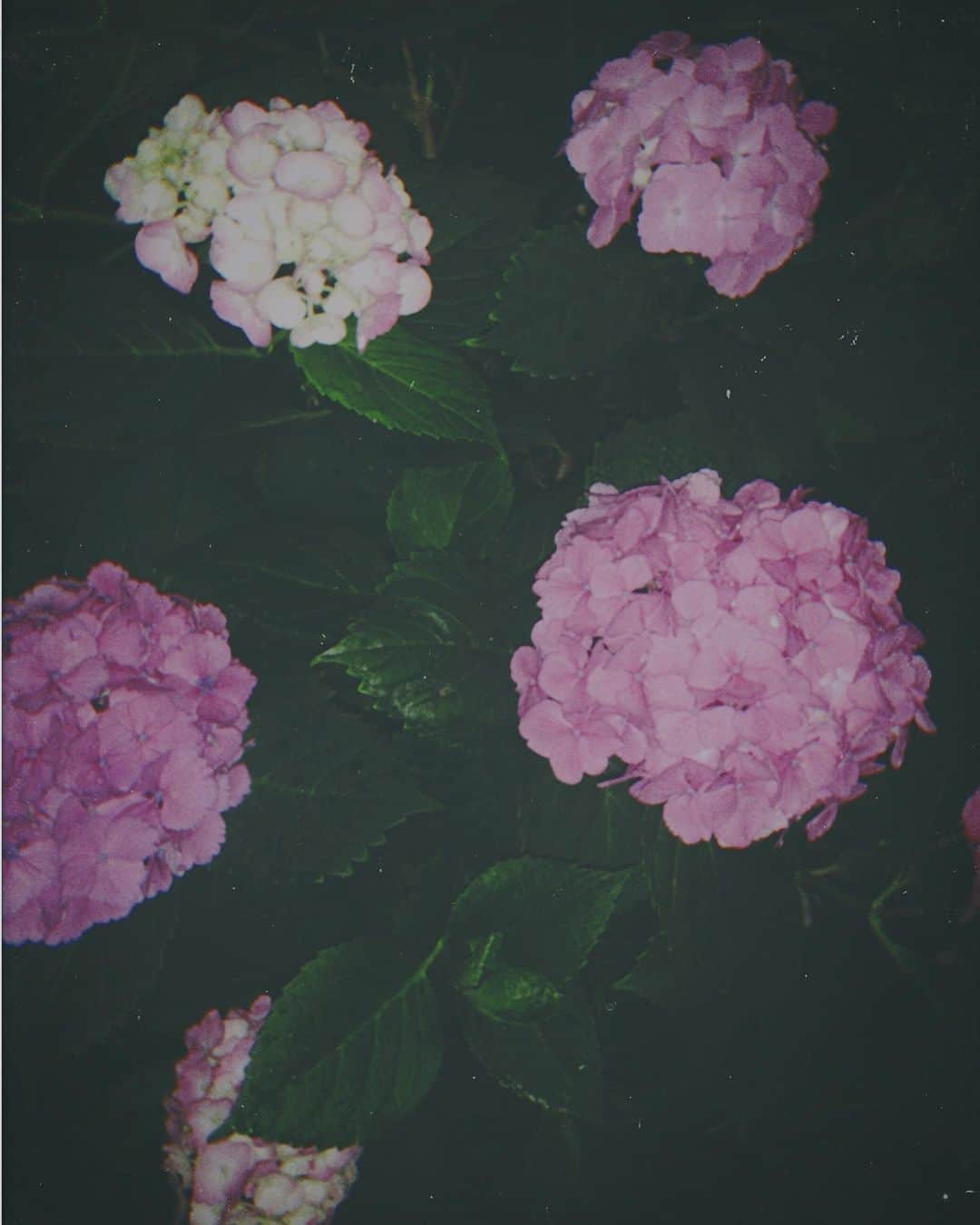 honoka のインスタグラム：「梅雨きたかと思いきや 今日は雨じゃなかったな、  明日はたまプラーザでリリイベです！ 13:00〜と16:00〜 みなさんお待ちしてます^_^」