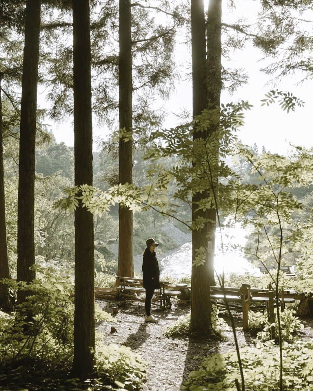 Veronica Halimさんのインスタグラム写真 - (Veronica HalimInstagram)「Searching for some inspiration in this beautiful hidden park, while watching the sunset — #forest #nature #cedar #nagano #truffypi #hakuba #weekend #truffypiinspiration #outdoor #sunset #summer #komorebi #greenery #visitjapan #japaninstagram」6月8日 20時34分 - truffypi