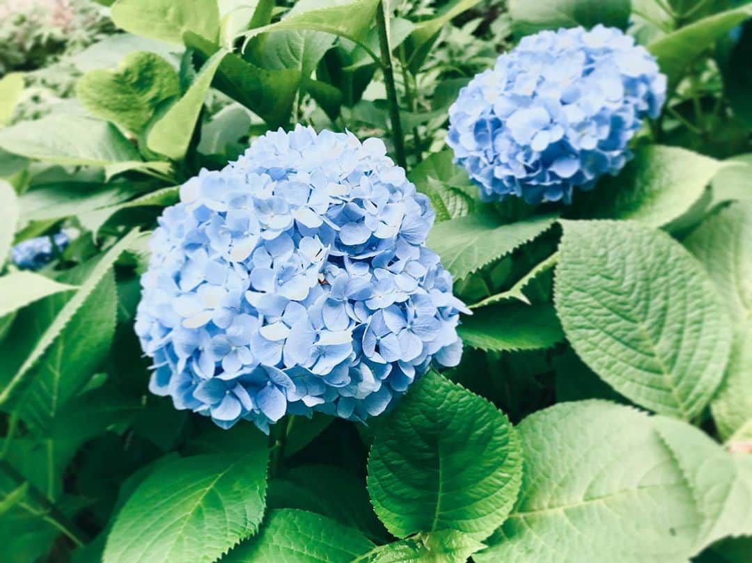 片山萌美さんのインスタグラム写真 - (片山萌美Instagram)「#梅雨 #紫陽花」6月8日 20時37分 - moet_mi