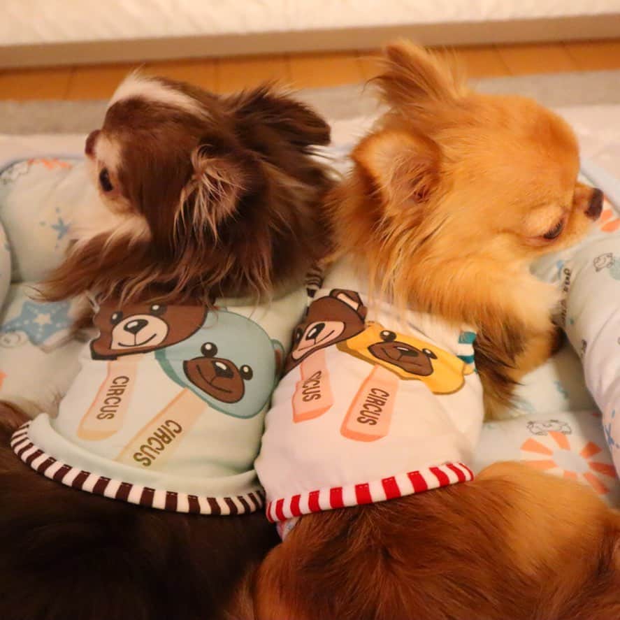 kayoのインスタグラム：「* * オソロ可愛い😆💗💗 * * Lychee❤️kulio * * #サーカスサーカス #chihuahua#chihuahualove#dogstgram#dog#instadog#チワワ#チワワ大好き * *」