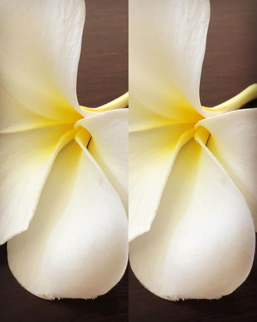 ブライアン・メイさんのインスタグラム写真 - (ブライアン・メイInstagram)「Frangipani.  Sweetly scented flower of a tropical tree. Also called Plumeria. In mono. Swipe for parallel 3-D - then cross-eyed 3-D. I’m making no scents here - sorry.  Bri」6月8日 20時45分 - brianmayforreal