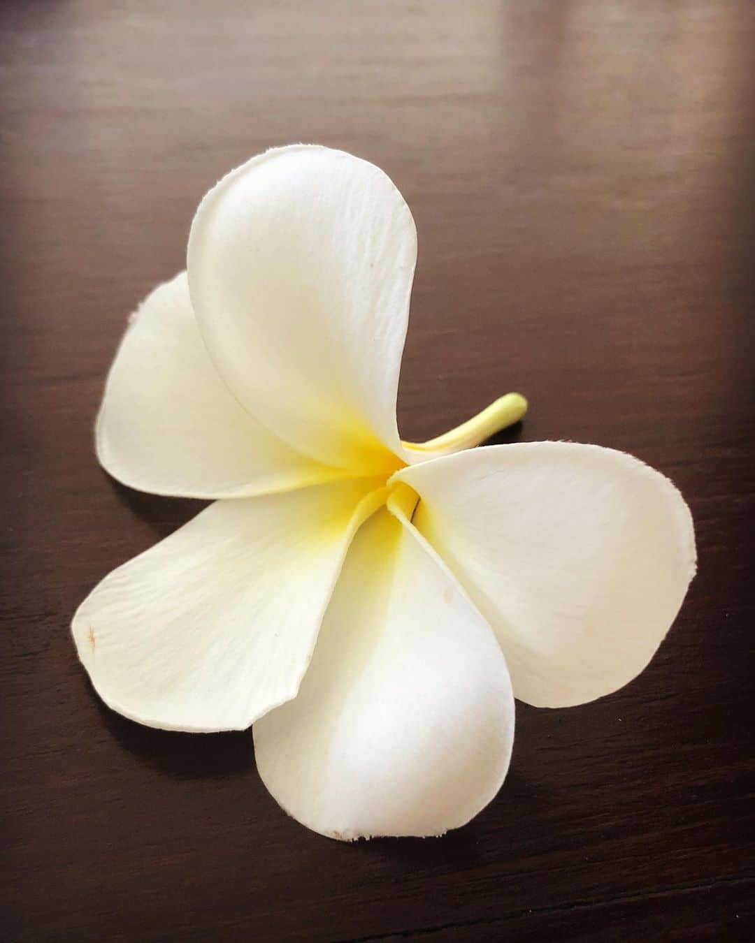 ブライアン・メイさんのインスタグラム写真 - (ブライアン・メイInstagram)「Frangipani.  Sweetly scented flower of a tropical tree. Also called Plumeria. In mono. Swipe for parallel 3-D - then cross-eyed 3-D. I’m making no scents here - sorry.  Bri」6月8日 20時45分 - brianmayforreal