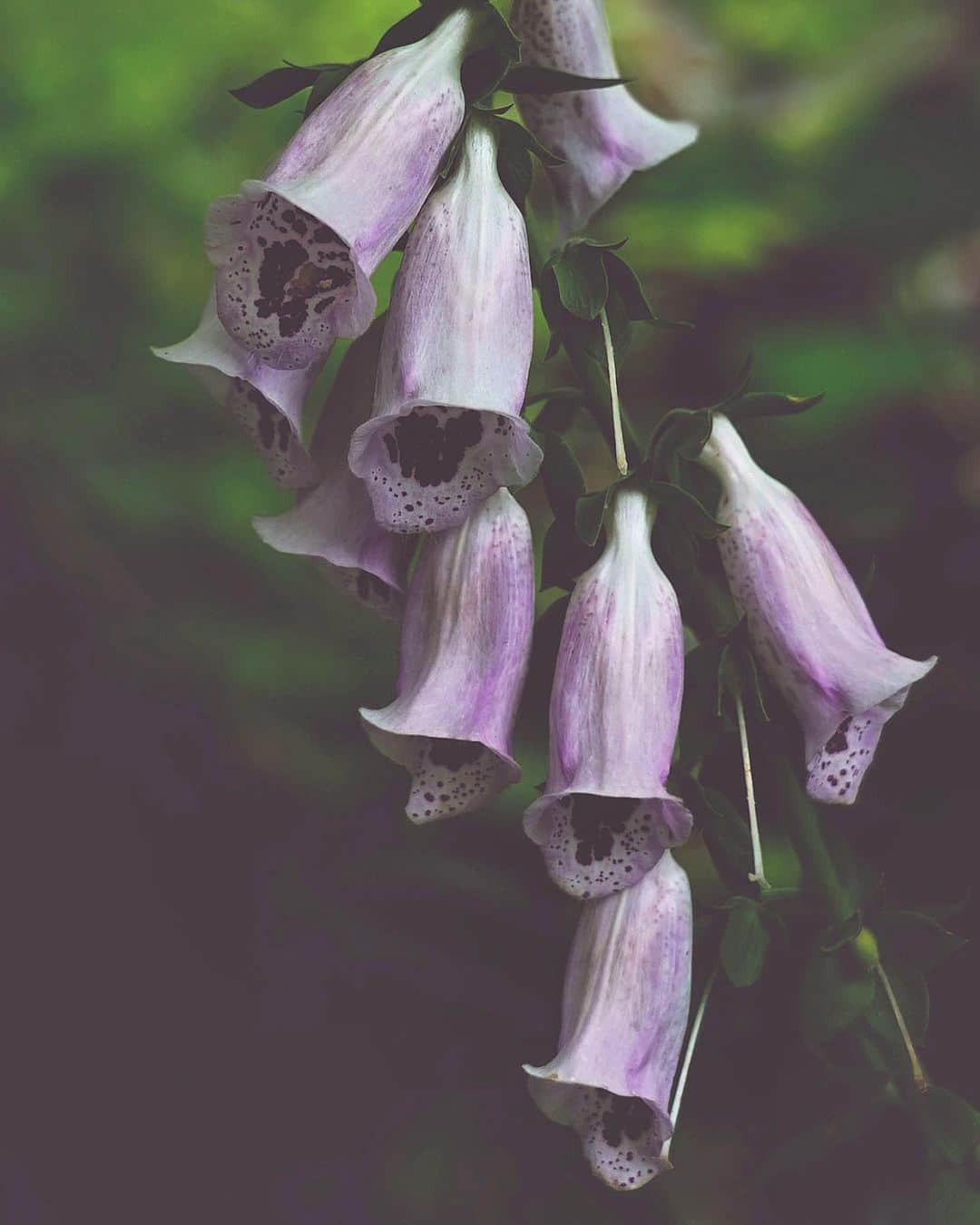 masayaさんのインスタグラム写真 - (masayaInstagram)「Foxglove ジキタリス(狐の手袋) English Garden Yokohama  #flower #flowers #花 #はな」6月8日 20時59分 - moonlightice