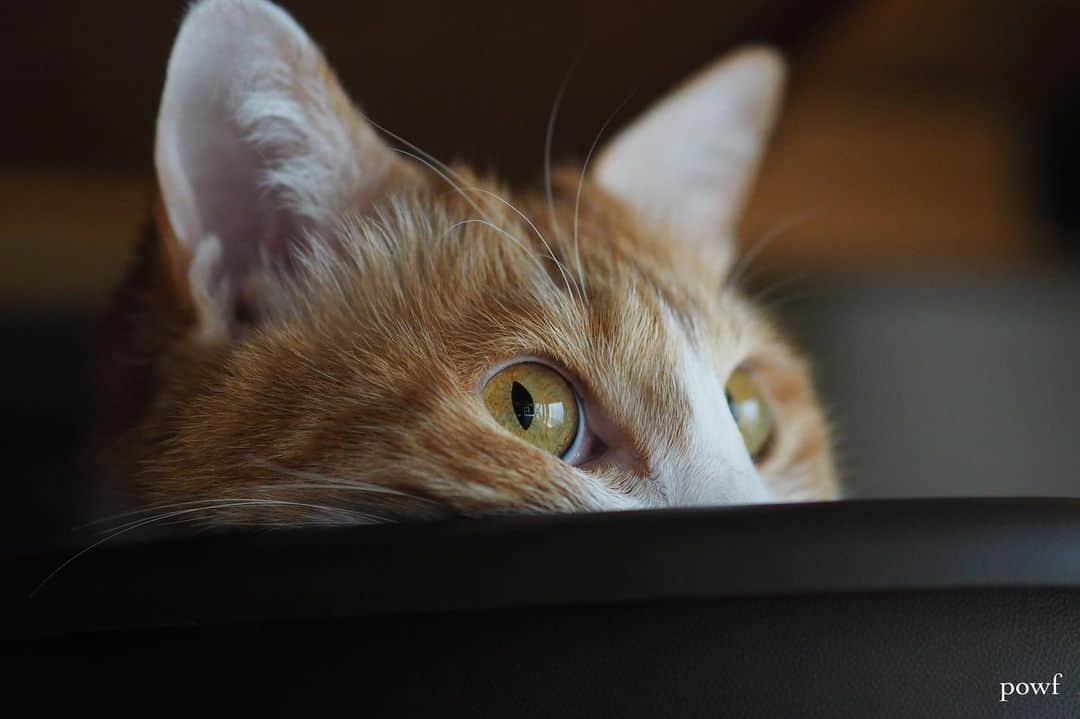 anemone_69のインスタグラム：「. #ハカセとキョウジュ #茶トラ白 #茶白 #cat #猫 #保護猫 . . .」