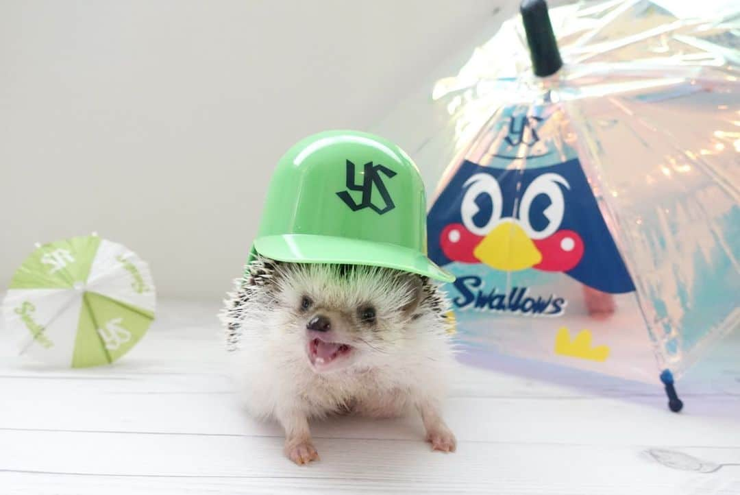 ラド&ティンクさんのインスタグラム写真 - (ラド&ティンクInstagram)「* I support Japanese baseball team Yakult Swallows⚾️ * model ： Ocean * * 飼い主、ヤクルトvsオリックスの交流戦をそらくんママ @ayabribrick と一緒に応援しに行ったんだって。 * 今日は僕もヤクルト応援してたのに、 残念ながら負けちゃったんだって😭 * * でも、まだこれからだよね！ 僕も応援頑張るよ！ * * #今日は炎天下でびっくり #レディースデーでもらったユニフォームかぶって観戦したよ #おーしゃん #はりねずみ #ハリネズミ #針鼠 #ヨツユビハリネズミ #ヘッジホッグ  #ペット #ふわもこ部 #モフモフ #hedgehog #pygmyhedgehog #lovelypet #cuteanimals #hedgehogfamily #hedgie #Hérisson #igel#riccio #Erizo #고슴도치 #刺猬 #pecotv #swallows #スワローズレディースDAY」6月8日 21時27分 - rado_pompon