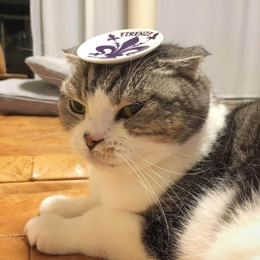 ミツバ&フックのインスタグラム：「猫の額ほどのFirenzeのお皿 #ilovecat」