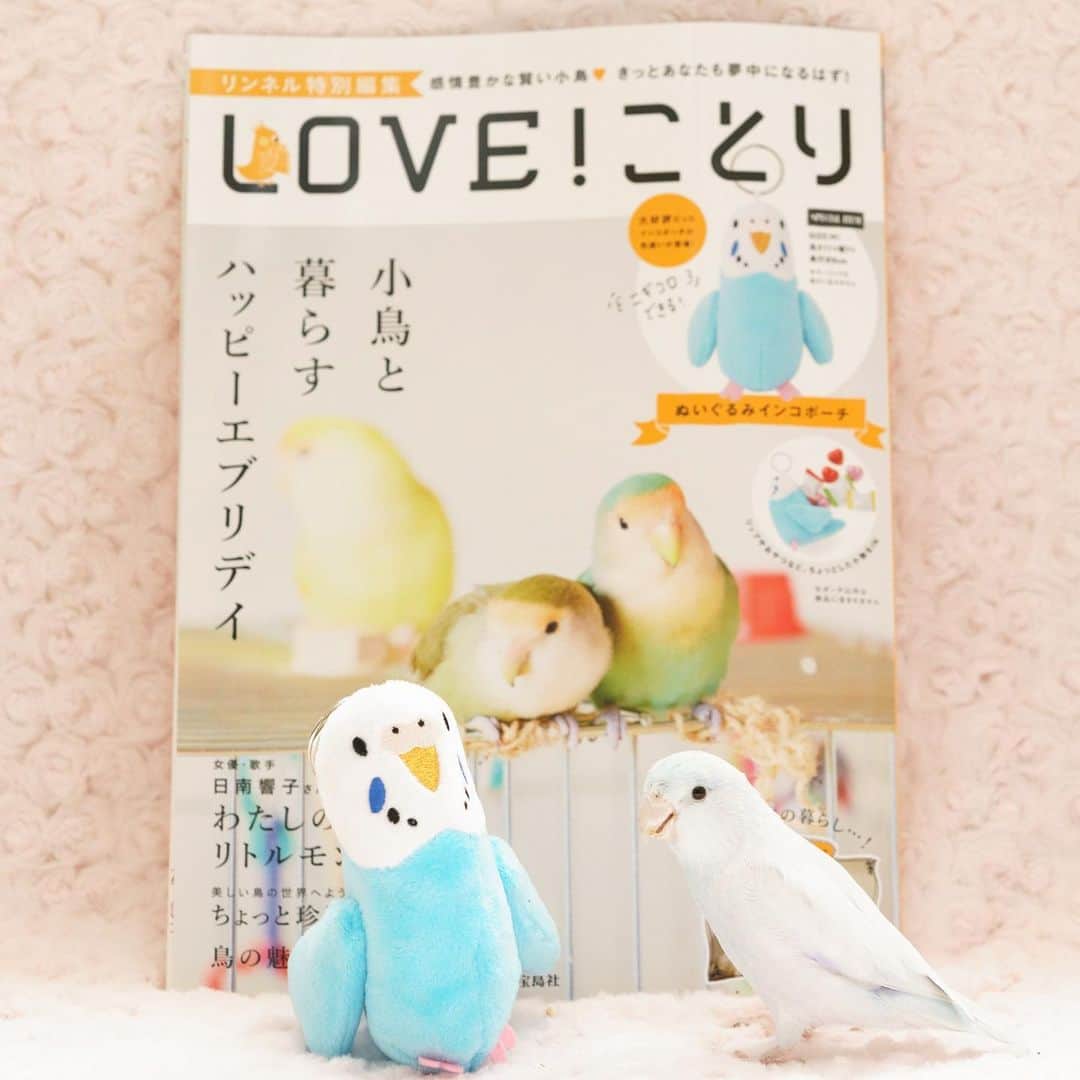 SAORIさんのインスタグラム写真 - (SAORIInstagram)「. The book 'LOVE! Kotori' goes on sale from June 8th.  Ramune and Dew appear in the book🌟 . 『リンネル特別編集 LOVE！ことり SPECIAL ITEM ぬいぐるみインコポーチ』 本日発売ですー✨ うちのふたりもちらっと載っております♡ 色々なところにいるので どこにいるのか是非探してみてくださいね😁 デューは青いインコさんが気に入ったみたいです * * 2019.6.8」6月8日 21時28分 - ramune0123