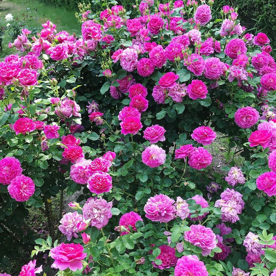 michikoさんのインスタグラム写真 - (michikoInstagram)「薔薇🌹 ＊ ＊ 先日岐阜県にある#花フェスタ記念公園 に行って来ました。 広大な敷地に初めて見た薔薇🌹の数々に見惚れました✨ ＊ お気に入りの @michelherbelin_japon の腕時計、新色のサックスブルーのベルトを追加しました。 この日の晴天の空と同じ色だった💙💙 ＊ ＊ ＊ #michelherbelin #ミッシェルエルブラン #腕時計 #腕時計コーデ #腕時計くら部 #watch #instagood #instawatch #大人女子 #ファッション #インスタ映え #岐阜観光 #薔薇 #薔薇園 #ばら #ばらの花 #バラ #rose #rosegarden #flower」6月8日 21時31分 - miccie3030