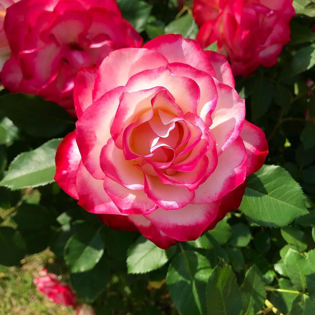 michikoさんのインスタグラム写真 - (michikoInstagram)「薔薇🌹 ＊ ＊ 先日岐阜県にある#花フェスタ記念公園 に行って来ました。 広大な敷地に初めて見た薔薇🌹の数々に見惚れました✨ ＊ お気に入りの @michelherbelin_japon の腕時計、新色のサックスブルーのベルトを追加しました。 この日の晴天の空と同じ色だった💙💙 ＊ ＊ ＊ #michelherbelin #ミッシェルエルブラン #腕時計 #腕時計コーデ #腕時計くら部 #watch #instagood #instawatch #大人女子 #ファッション #インスタ映え #岐阜観光 #薔薇 #薔薇園 #ばら #ばらの花 #バラ #rose #rosegarden #flower」6月8日 21時31分 - miccie3030