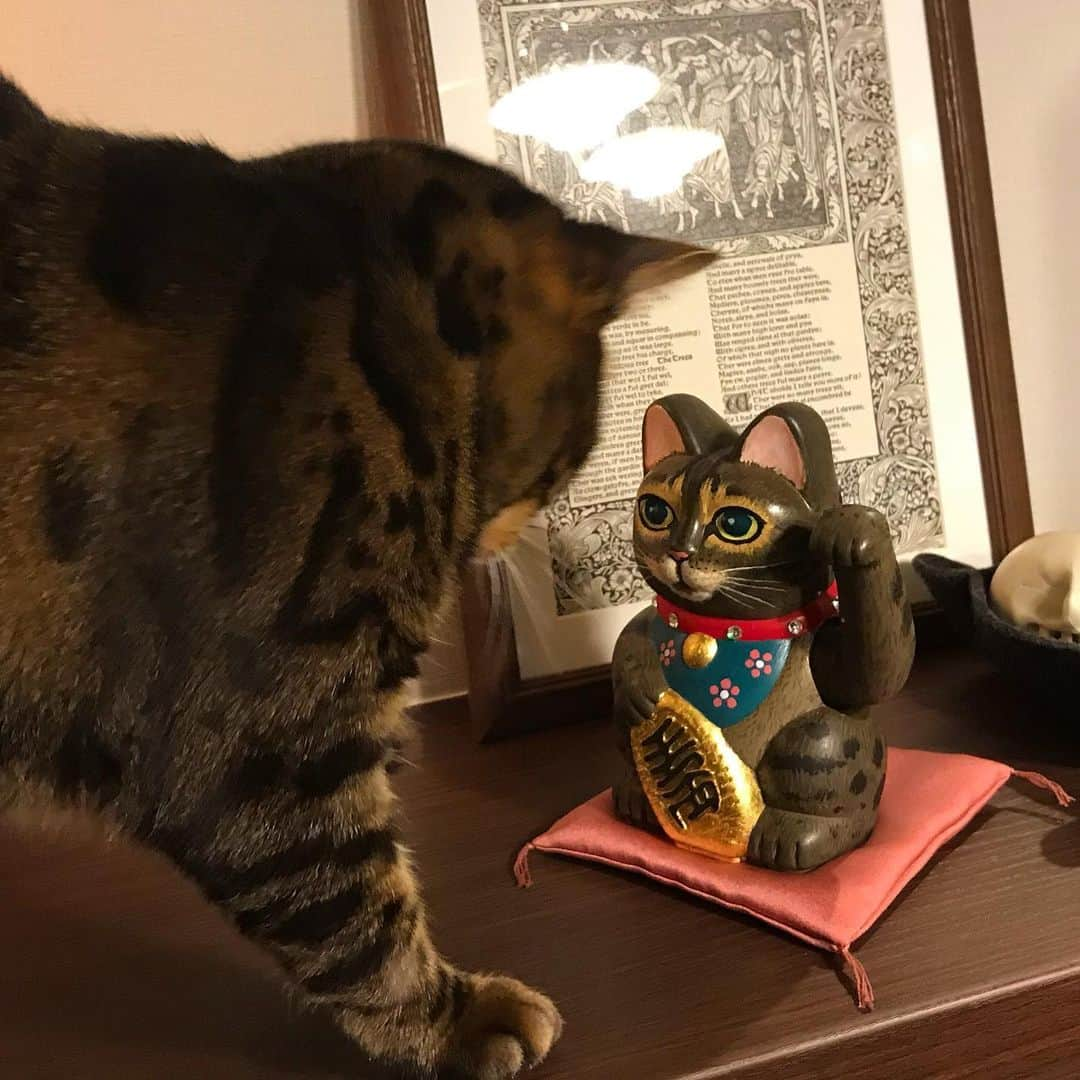 ヤマザキマリさんのインスタグラム写真 - (ヤマザキマリInstagram)「自分がモデルの招き猫を見つめる」6月8日 21時38分 - thermariyamazaki