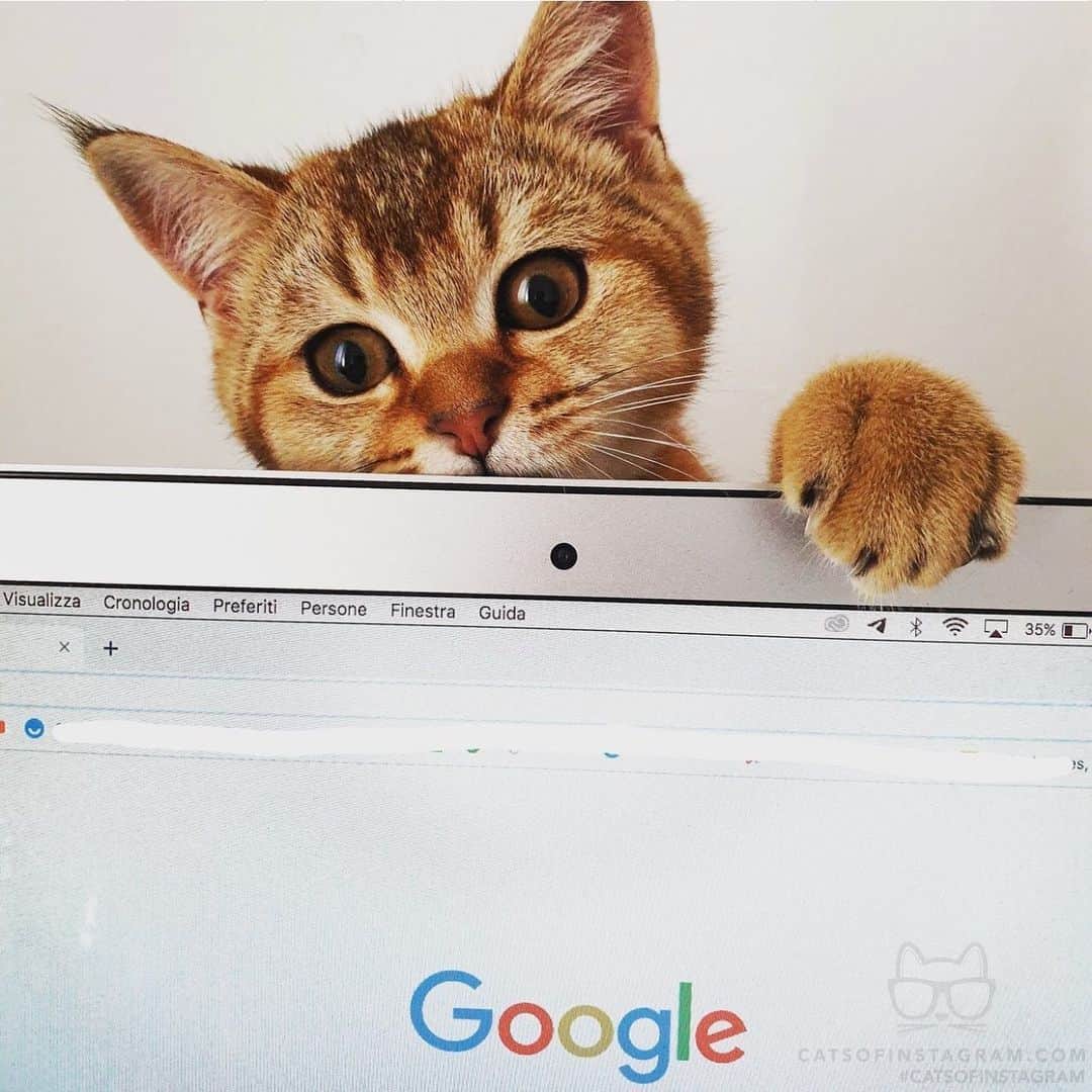 Cats of Instagramさんのインスタグラム写真 - (Cats of InstagramInstagram)「From @romolo_thecat: “Looking for something?” #catsofinstagram」6月8日 21時52分 - cats_of_instagram