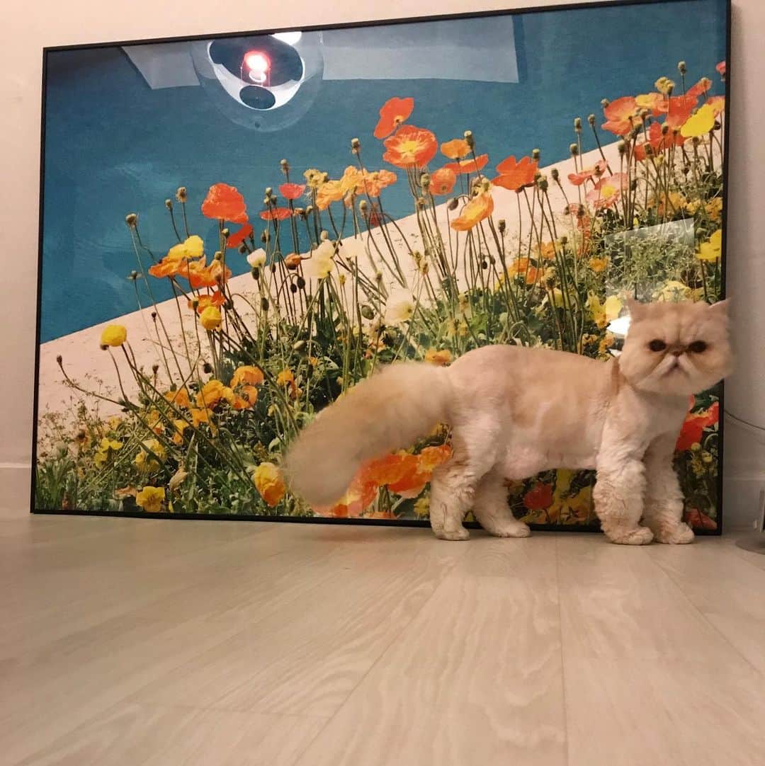 イ・エルのインスタグラム：「_ 🌸 #김망고똥꼬아들내미마마냥꼬절미절미인절미」