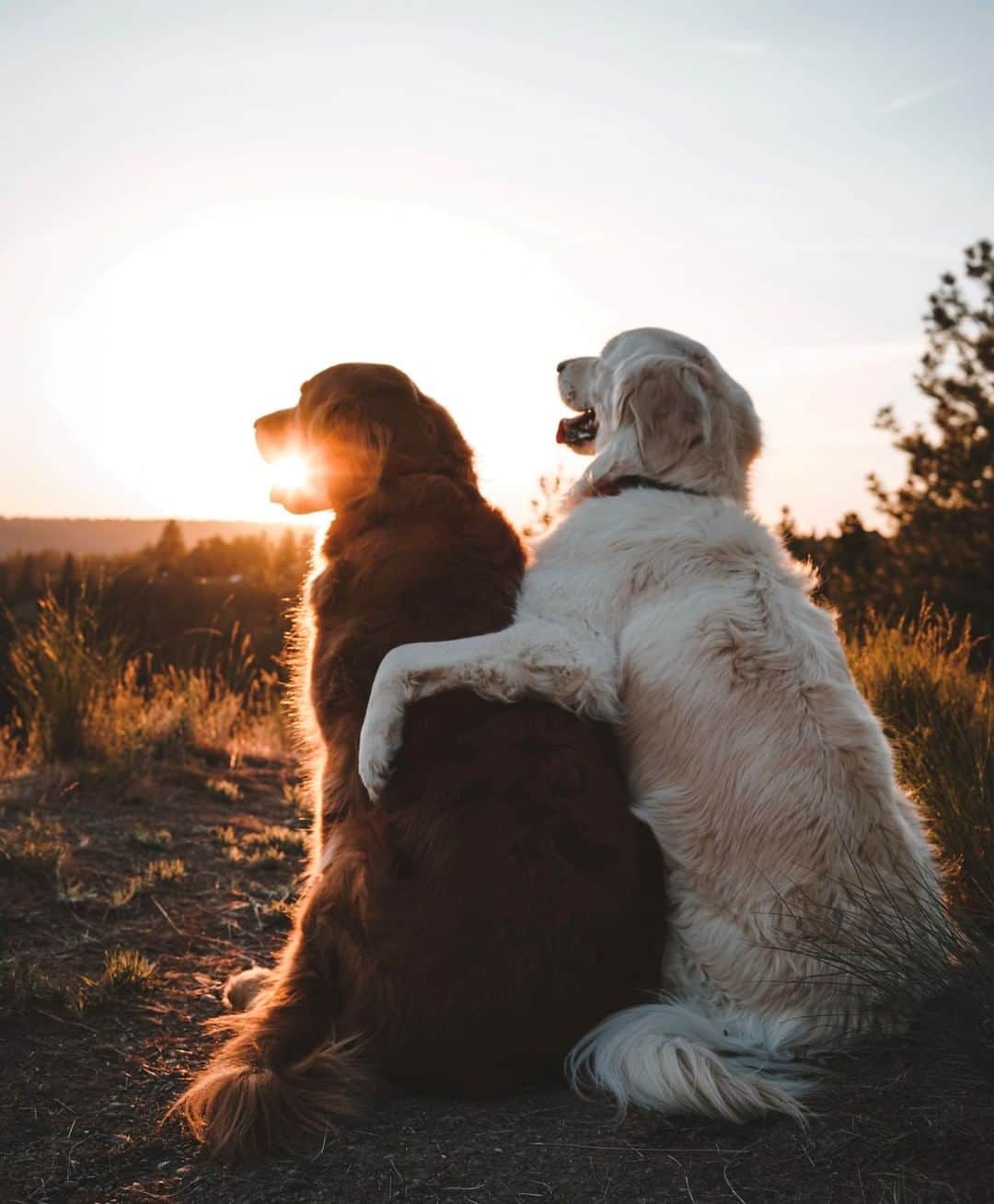 REIさんのインスタグラム写真 - (REIInstagram)「This #NationalBestFriendsDay, we're celebrating the fuzziest of adventure buddies. Click the link in bio for a list of the sweetest animal friendships we’ve seen.  Photo: @wat.ki」6月8日 22時00分 - rei