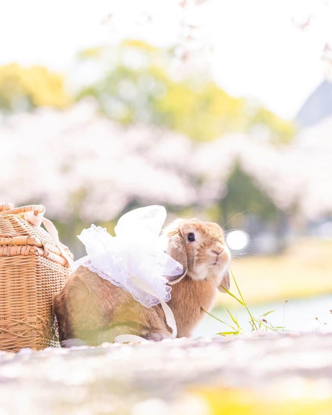 usagraphさんのインスタグラム写真 - (usagraphInstagram)「「一緒に日向ぼっこしない？」 ＊ ＊ ＊ #うさぎ #rabbit #bunny #ふわもこ部  #WeeklyFluff #igersjp  #instabunnies #tokyocameraclub #東京カメラ部  #bunnystagram  #今日もX日和  #うさぎ部 #ホーランドロップ #hollandlop  #アニマル写真部  #ファインダー越しの私の世界 #team_jp_西 #igers  #ig_japan」6月8日 21時56分 - usagraph