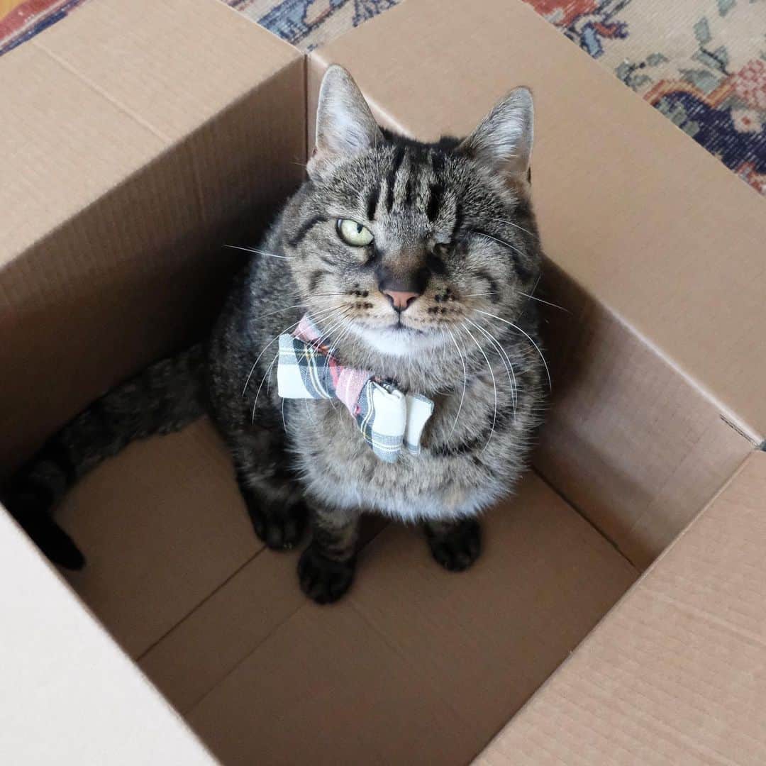 catinberlinさんのインスタグラム写真 - (catinberlinInstagram)「This box stays. Do I look like I’m joking? 😼 www.catinberlin.com」6月8日 22時05分 - catinberlin