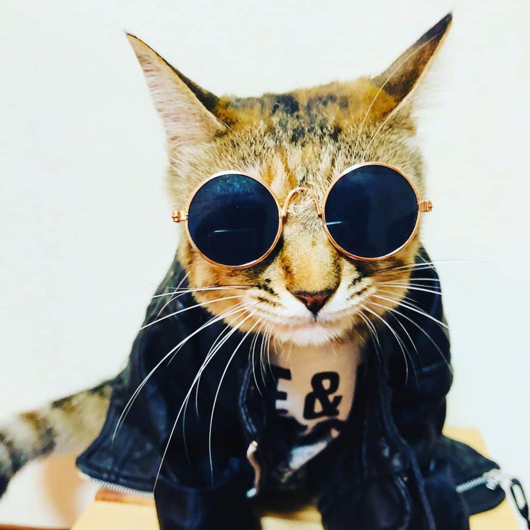 マロさんのインスタグラム写真 - (マロInstagram)「🏴‍☠️ロックの日🏴‍☠️ SWIPE⏩ June 9 is "Rock 'n' Roll day". Because June 9th can also be read as ROKKU in Japanese which sounds like ROCK in English.  @kissonline ★ いつもコメントありがとうございます😸🙏🖤 返信出来ない時が多くてすみません🙇‍♀️ 全て拝見しています🐾 ★ Thank you for your kind comments😸🙏🖤 I'm sorry that I couldn't reply. ★ #cat#cats#catsofinstagram#😻 #catsofworld#rock#rockstar  #kiss#にゃんすたぐらむ#ねこ#猫 #ネコ#ねこ部#ふわもこ部 #みんねこ#今日は何の日#ロック #ロックの日#キッス」6月9日 9時13分 - rinne172