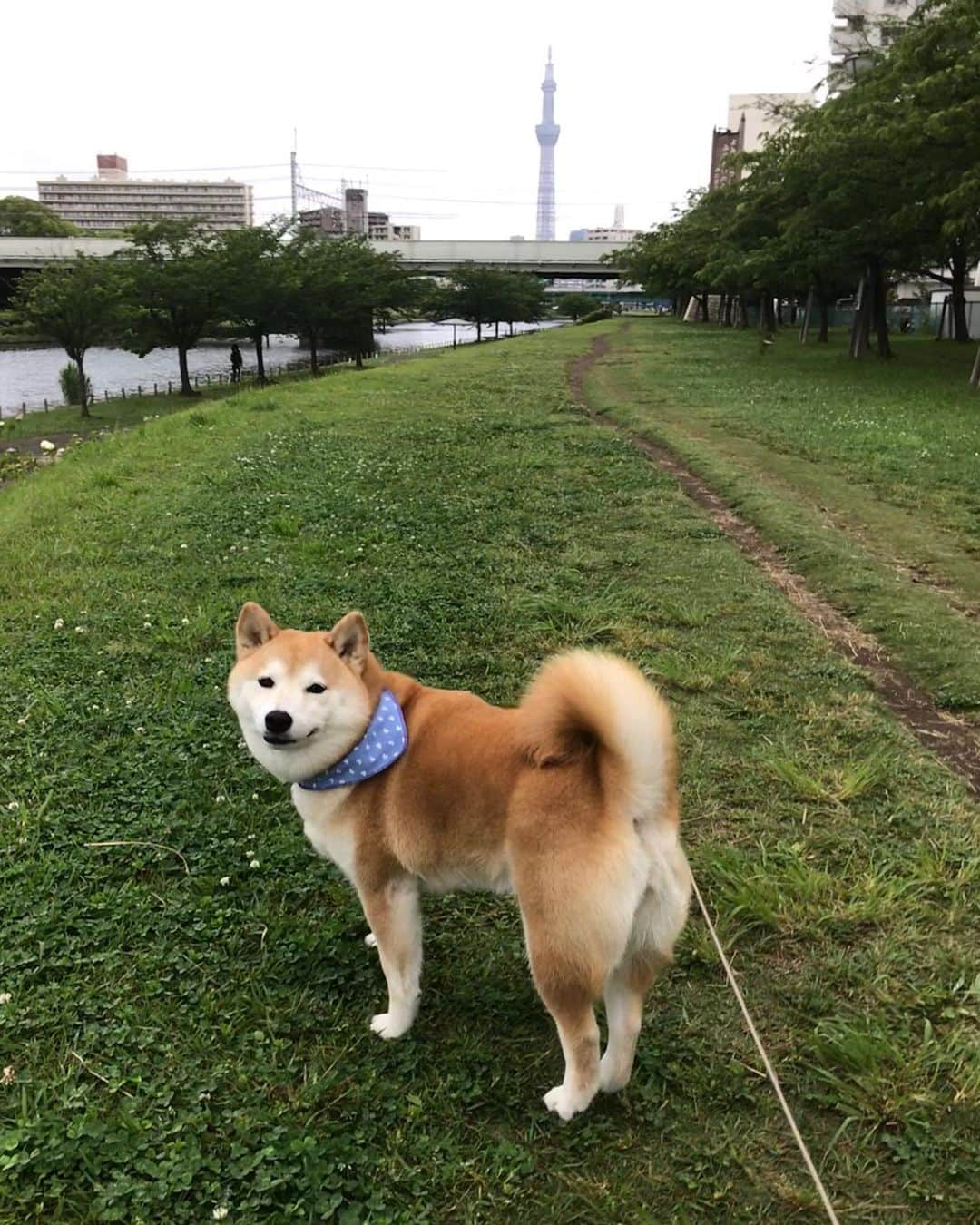 柴犬のモモさんのインスタグラム写真 - (柴犬のモモInstagram)「おはようございます。涼しかったので #アジサイ 見に行ってきました。でも、ここはモモさんが苦手な場所で散歩コースじゃないので、帰りにお腹がゆるくなってました。ごめんね #いぬ #イヌ #犬 #柴犬 #赤柴 #日本犬 #犬バカ部 #ふわもこ部 #いぬら部 #癒しわんこ #柴犬マニア #犬のいる暮らし #口角キュキュッと部 #shiba #shibainu #shibadog #dogstagram #dogsofinstagram #shibastagram #shibasofinstagram #shibamania #inu #instadog #toyota_dog」6月9日 9時08分 - shi_ba_i_nu_momo