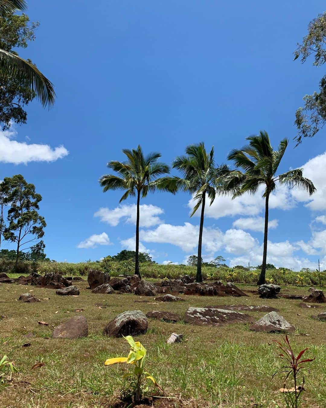 大山加奈さんのインスタグラム写真 - (大山加奈Instagram)「. . #birthstones . .  #HAWAII #ハワイ #Honolulu  #beach  #hawaiistagram #ハワイ旅  #hawaiivacation #hawaiiwedding #パワースポット  #ハワイのパワースポット #バースストーン #クカ二ロコ #kukaniloko  #kukanilokobirthstones」6月9日 7時45分 - kanaoyama0619