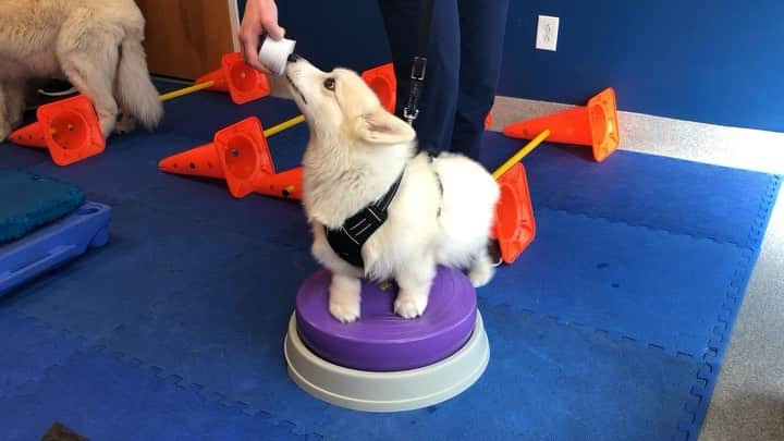 Winston the White Corgiのインスタグラム