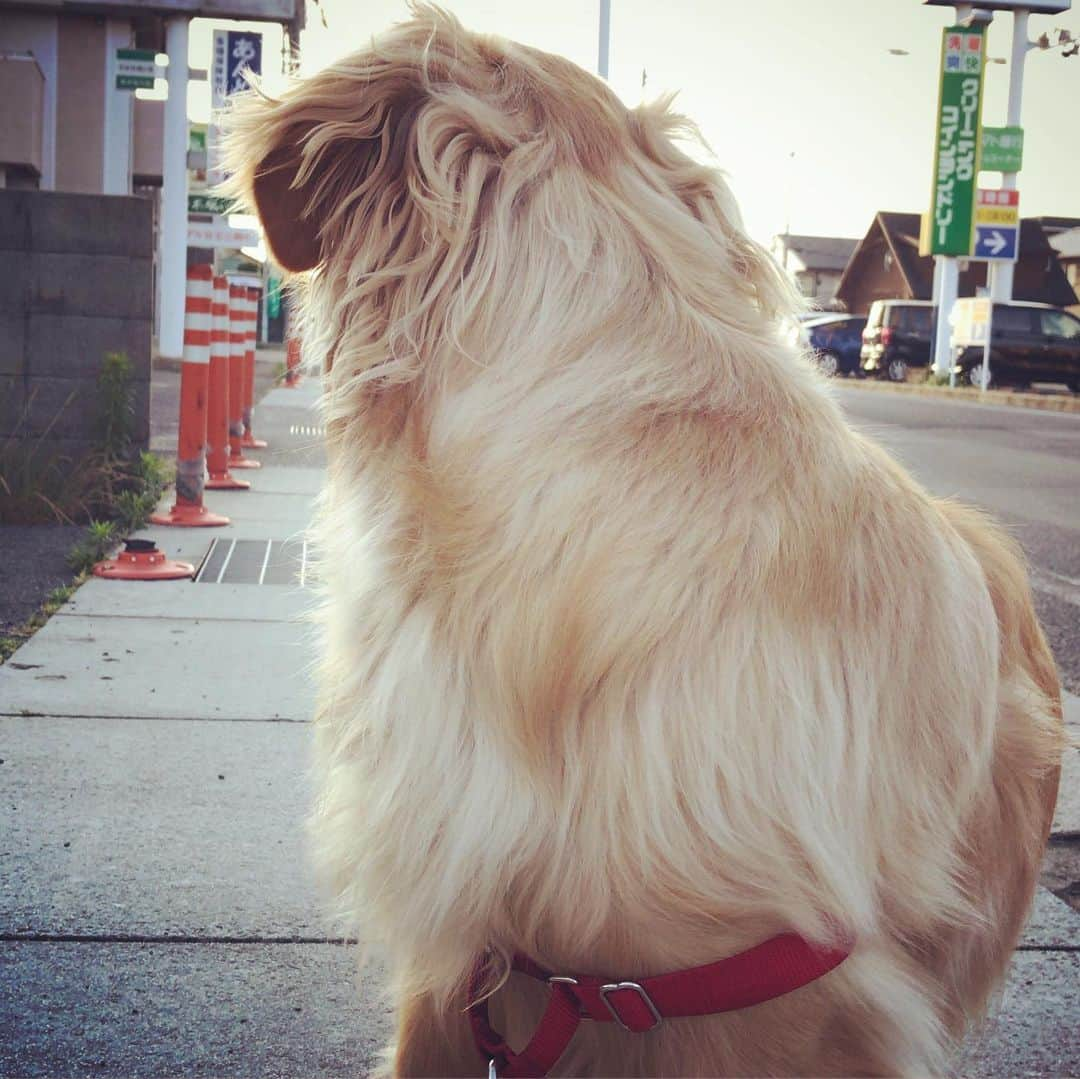 ikumiさんのインスタグラム写真 - (ikumiInstagram)「* * 6/9/2019🌤 . Good morning♩ Morning walk.  Viviana is lonely because dad is not together🐶💧 . 今朝は家を出る時から あまり乗り気ではなかったVivi。 夫が一緒じゃないので 後ろを振り返り振り返り…😑 . そしてお散歩中もスマホ向けると 芸能人の様にカメラを避ける😂 今朝はご機嫌ナナメちゃんでした。 * * #goldenretriever#golden#retriever#instadog#犬バカ部#ふわもこ部#大型犬のいる暮らし#ぴーすっ子#2019年6月」6月9日 7時48分 - ikumi.betty_jupiter