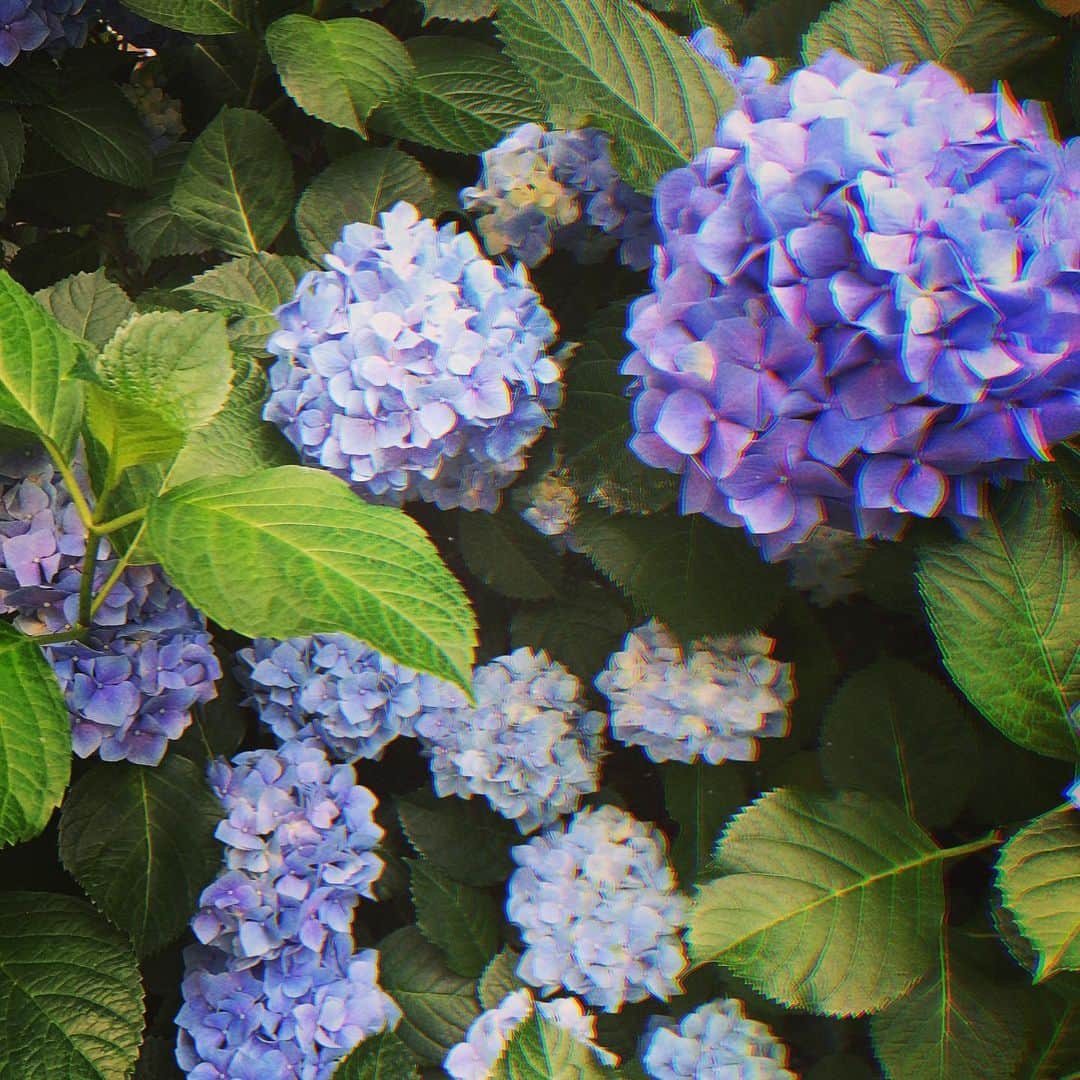 寒川綾奈さんのインスタグラム写真 - (寒川綾奈Instagram)「夏の前の試練が来た。  #梅雨嫌い #紫陽花は好き」6月9日 7時51分 - sogawaayana