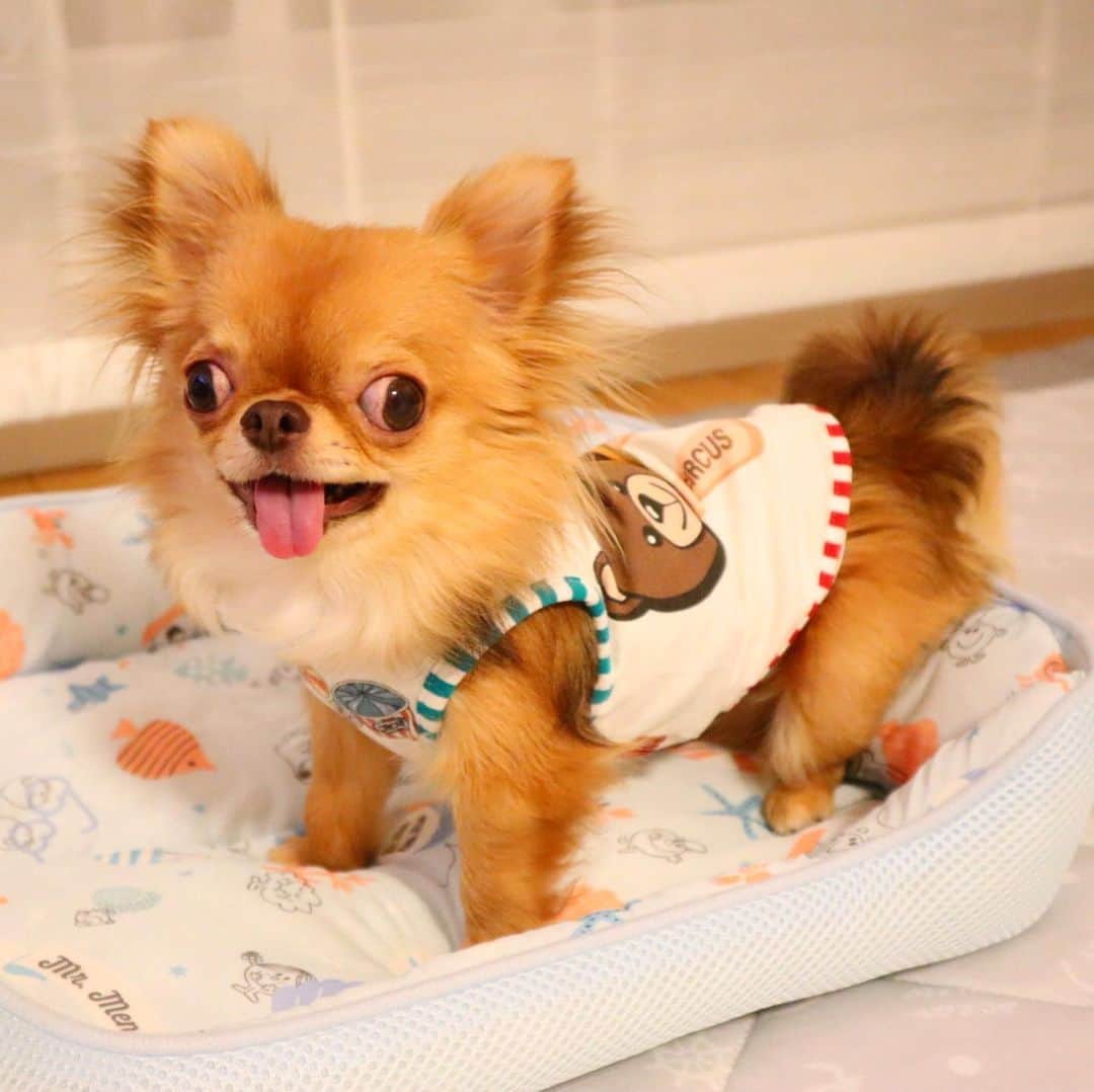 kayoのインスタグラム：「* * 楽しそうやね くりお😂💗💗💗 * * kulio❤️ * * #chihuahua#chihuahualove#dogstgram#dog#instadog#チワワ#チワワ大好き * *」
