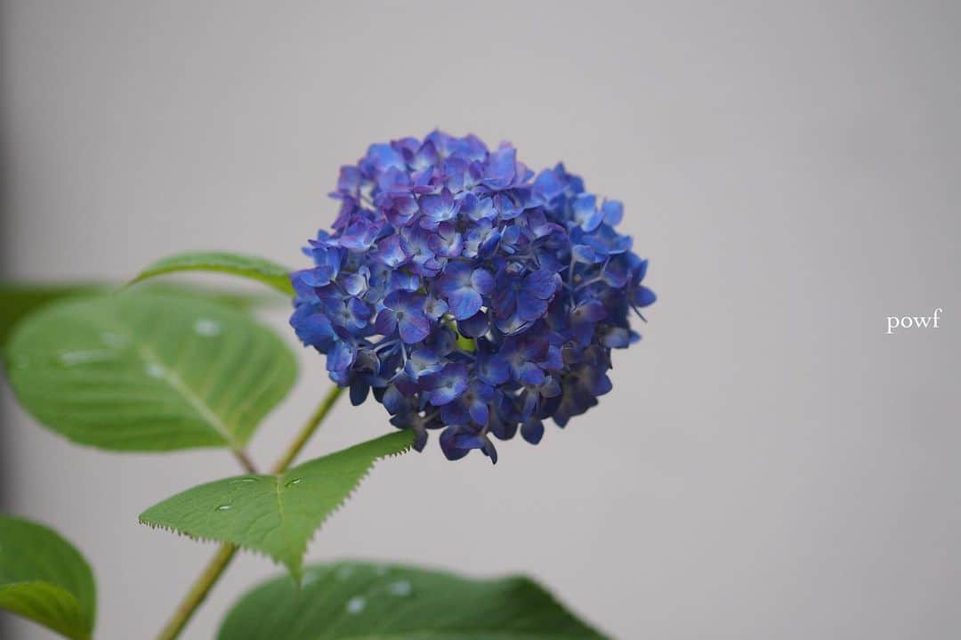 anemone_69のインスタグラム：「. #hydrangea #アジサイ #あじさい #紫陽花 . . .」