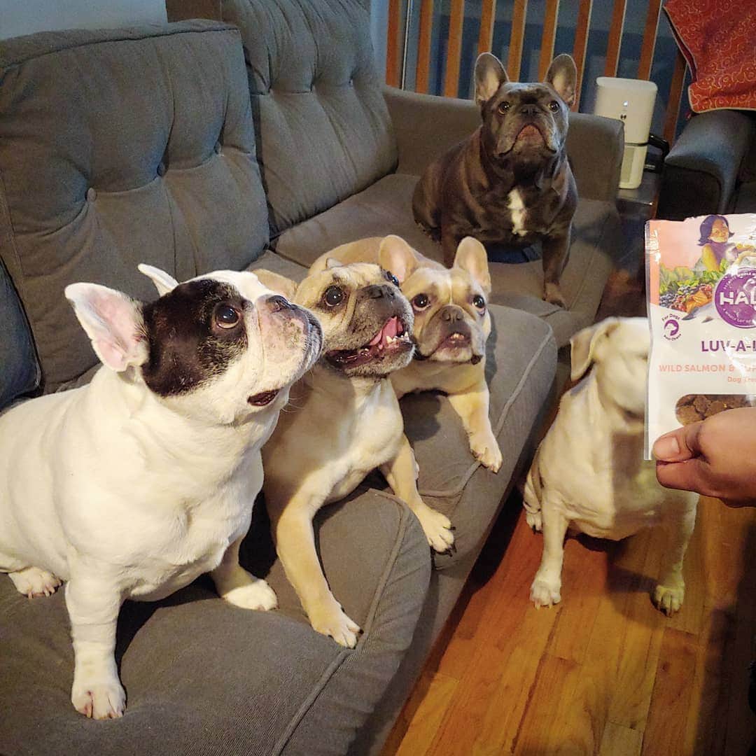 Manny The Frenchieのインスタグラム：「Sharing some Luv-a-Lots with my besties cuz I love them lots! 😃❤ #NationalBestFriendsDay」