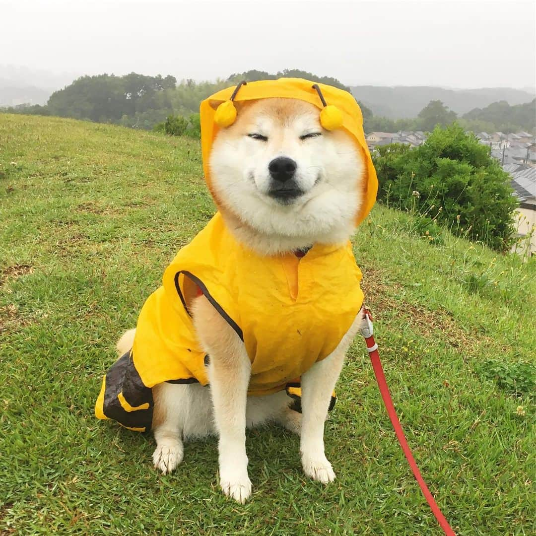 てんパパさんのインスタグラム写真 - (てんパパInstagram)「日曜日の朝、雨。 丘の上まで行ってご機嫌さん。 スタスタ、ぷりぷり歩くも、おウチの前でイヤイヤさん。 #朝んぽ #雨んぽ #丘の上のてん #ぷりけつ #イヤイヤさん集合 #ブンブン部 #honeybeeraincoat」6月9日 8時30分 - tenchan.shiba