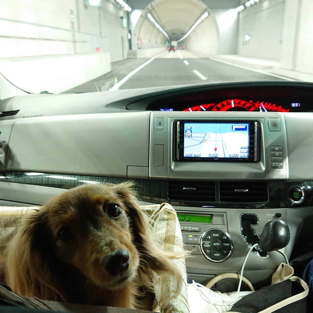 くるみんのインスタグラム：「* 6月3日に開通した、お台場に抜ける新しいトンネルを通過  これから仕事でーす  #カニンヘンダックスフント #カニンヘン #カニンヘンダックス #カニンヘンダックスフンド #チョコタンダックス #チョコタン #ダックス多頭飼い #ダックスフント #ダックスフンド #ダックス #新しいトンネル #お台場 #いぬばか部 #いぬすたぐらむ #短足部 #わんこなしでは生きていけません会 #ワンコなしでは生きて行けません会 #dachshundgram #dachshund #dachshund_feature #all_dog_japan #east_dog_japan #instagramdog #instadachs #kyounodachs #kyounowanko #todayswanko #7pets_1day #ドライブ #送迎」