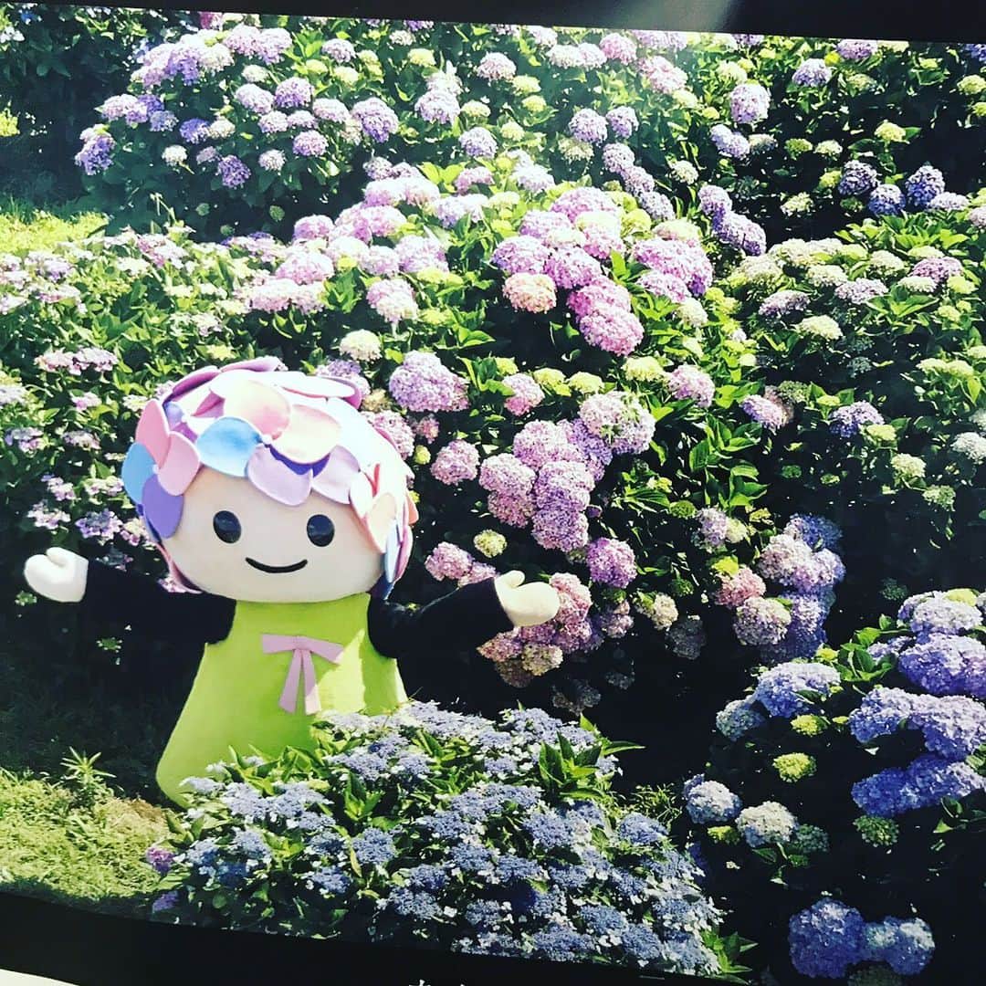 橋本大地さんのインスタグラム写真 - (橋本大地Instagram)「ねぇ、これってあじさいちゃんじゃないの？俺が知ってるのとだいぶ違うんだけど… 頭の花の量とか  #小田急線 #開成」6月9日 0時14分 - risingddt_daichi