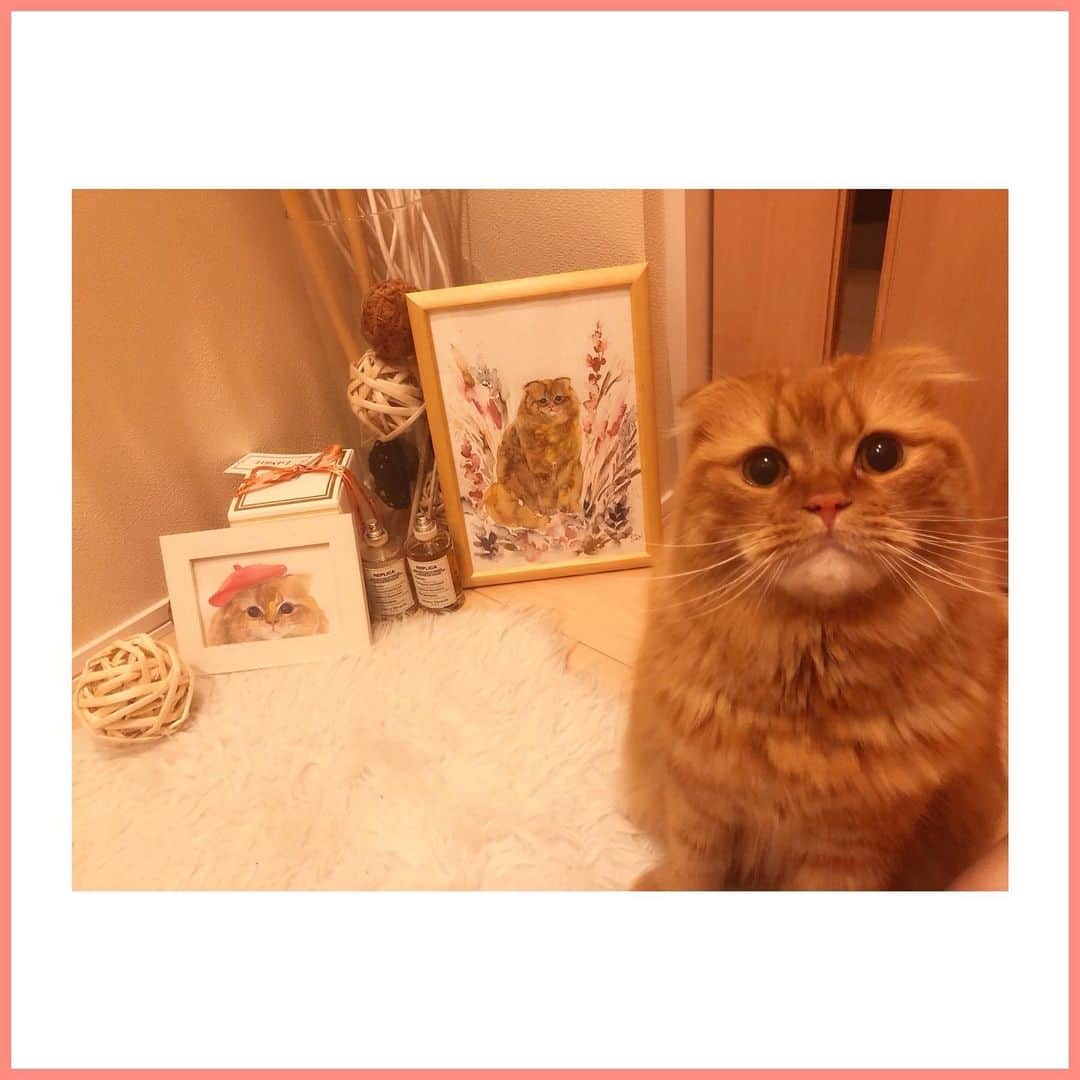 のインスタグラム：「可愛さの極みがお玄関に集結😍  ネコとごろんさんが描いてくださったティティーの絵が届きました♥️ 穏やかな色味と、ごろんさんの猫愛溢れるこの絵♡ 大ファンです♡ごろんさんはこの絵の通り、とても嫋やかな女性なのです✨ 先日の展示会も凄く楽しませて頂いてティティーのご縁で素敵な方とお会いできたことを幸せに思いました♡ なんと言ってもネコオタク同士(ガチ勢)のお話はたまりません、、笑  去年描いてくださった絵と本人のスリーショットです💕 全部私の宝物🐱  お玄関にパンパスグラスを飾っているので絵に合うと思い一先ず此処に置きましたが、リビングには赤いケイトウのドライフラワーがあるのでまた配置はちょこちょこ変えたいと思っています♥️ ごろんさん、ありがとうございました💕 ・ 🐱#Titty🐱 #ネコとごろん #猫の絵#水彩画 #スコティッシュフォールド#愛おしの森」