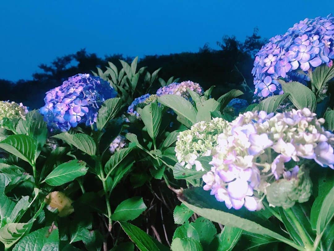 藤木由貴さんのインスタグラム写真 - (藤木由貴Instagram)「夜紫陽花も良き✨ . #gn #おやすみ」6月9日 0時35分 - yuki.grm