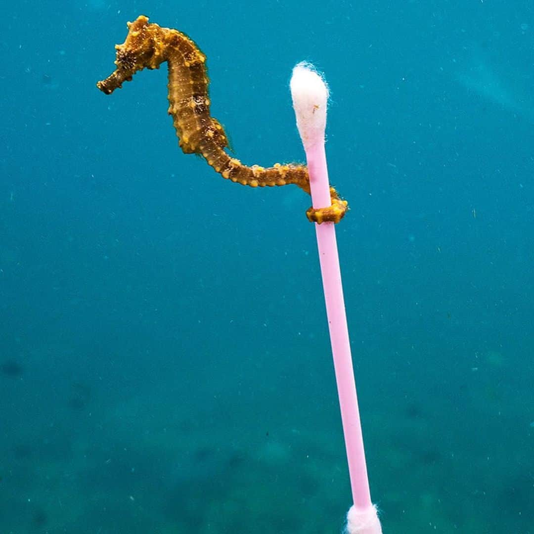 Jena Frumesさんのインスタグラム写真 - (Jena FrumesInstagram)「It’s World Ocean Day 🌎! So I’m showing you all the truth of how plastic is effecting our oceans. I have stopped using straws and encouraging my friends to do the same hopefully when they see this they will understand the severity of why.  Plastic is affecting our marine life and other wildlife so much & if you eat fish you may just be eating plastic yourself. I’ve been reducing plastic by no longer buying cases of water bottles (24/48 pack) & if I do I make sure bottles are recycled properly even if I have to take them home with me to ensure they get to the right place. I have purchased a water filter & also signed up for water delivery where they can deliver water jugs and pick them up to ♻️ ! I will put more information on how to do this on my Instagram story. I have also stopped using plastic shopping bags which sea turtles often mistake for jellyfish which is what they eat! I will be posting a bunch more ways to reduce plastic intake which will help our oceans & wildlife tremendously. Start becoming more aware of how you dispose of your plastic and explore the options in your community to recycle. 💯 Love you guys let’s make a difference. Happy World Ocean Day! 🐢🦑🐙🦐🌎♻️💙 #WorldOceansDay #TagAFriend #ReduceReuseRecycle」6月9日 1時07分 - jenafrumes