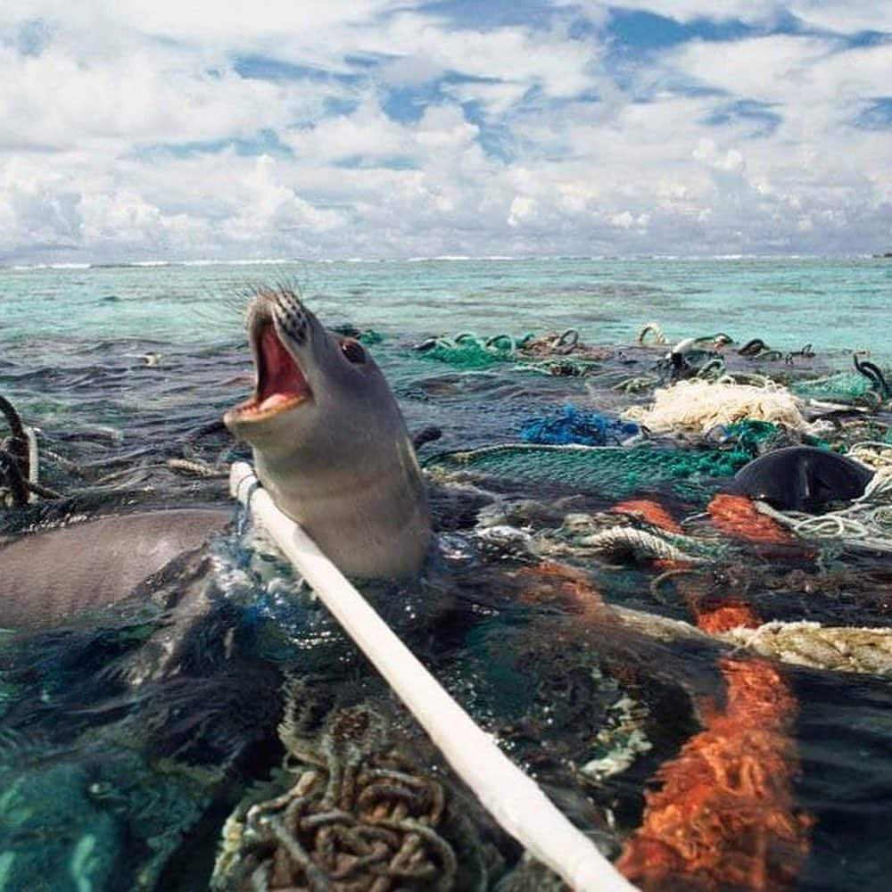 Jena Frumesさんのインスタグラム写真 - (Jena FrumesInstagram)「It’s World Ocean Day 🌎! So I’m showing you all the truth of how plastic is effecting our oceans. I have stopped using straws and encouraging my friends to do the same hopefully when they see this they will understand the severity of why.  Plastic is affecting our marine life and other wildlife so much & if you eat fish you may just be eating plastic yourself. I’ve been reducing plastic by no longer buying cases of water bottles (24/48 pack) & if I do I make sure bottles are recycled properly even if I have to take them home with me to ensure they get to the right place. I have purchased a water filter & also signed up for water delivery where they can deliver water jugs and pick them up to ♻️ ! I will put more information on how to do this on my Instagram story. I have also stopped using plastic shopping bags which sea turtles often mistake for jellyfish which is what they eat! I will be posting a bunch more ways to reduce plastic intake which will help our oceans & wildlife tremendously. Start becoming more aware of how you dispose of your plastic and explore the options in your community to recycle. 💯 Love you guys let’s make a difference. Happy World Ocean Day! 🐢🦑🐙🦐🌎♻️💙 #WorldOceansDay #TagAFriend #ReduceReuseRecycle」6月9日 1時07分 - jenafrumes