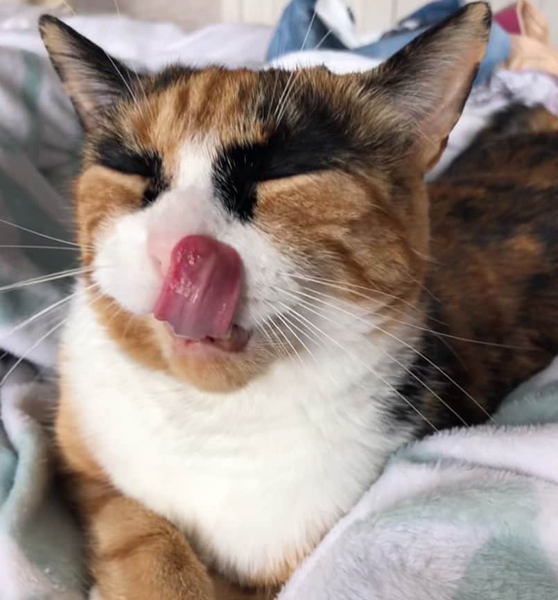 リリーのインスタグラム：「Relaxing caturday 😸」