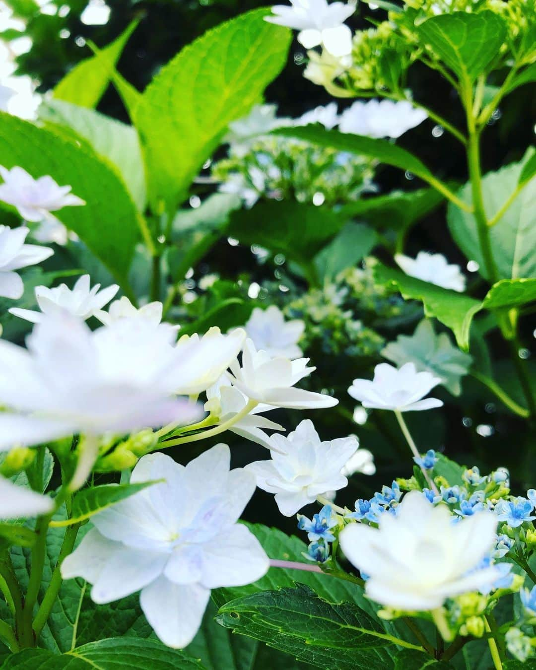 大越かず江さんのインスタグラム写真 - (大越かず江Instagram)「❁✿✾ 紫陽花 ✾✿❁︎ 東京もいよいよ梅雨入り☂︎*̣̩⋆̩* 雨だと濡れちゃうし 洗濯物乾かないし 出掛けるの億劫になっちゃうしetc..... マイナスなイメージを持つ方が多いと思います☂︎*̣̩⋆̩* だけど私は楽しむ☂︎*̣̩⋆̩* 雨の音 雨の匂い 雨の景色 雨の時しか感じられない想いを 楽しんで欲しいなぁ(๑ᵒ̴̶̷͈᷄ᗨᵒ̴̶̷͈᷅)✧ｽﾃｷღ  今年の梅雨は 雨を楽しむ☂︎*̣̩⋆̩* すると☂︎*̣̩⋆̩*─=≡Σ((( つ•̀ω•́)つ 今まで見ていた景色も変わってくるんじゃないかなぁ☂︎*̣̩⋆̩*(ᐥᐜᐥ)♡ᐝ☂︎*̣̩⋆̩* 青い紫陽花の花言葉 『冷淡』『無情』『辛抱強い愛情』  白い紫陽花の花言葉 『寛容』  #新緑  #紫陽花  #雨  #rain  #癒し #GIFT  #空  #sky  #感謝  #花束  #花好きな人と繋がりたい  #映画好きな人と繋がりたい  #写真好きな人と繋がりたい  #未来  #future  #希望  #hope  #夢  #dream  #愛  #love  #女優  #actor  #モデル  #model  #芸能 #仕事」6月9日 1時17分 - bluemoonseasky