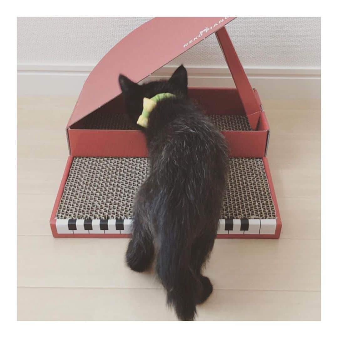 こむぎさんのインスタグラム写真 - (こむぎInstagram)「* 「くろねこは、ぴあのがじょうずにひけないといけないってごまみせんぱいからきいたかられんしゅうするにゃ！」 「あれれこうかにゃ😹」 今月号のねこのきもちの付録、子猫ちゃんにピッタリの赤いピアノが可愛い😍 クネマルさんへプレゼントしました🎁 ダイナミックな連弾を演奏するので、すぐに破壊されそう〜🤣 #黒猫ハウス #黒猫修行中 #里親募集 #里親募集中 #東海地方 #クネオとマルオ #ねこのきもち付録 #発表会するから来てよね」6月9日 1時17分 - tomochunba