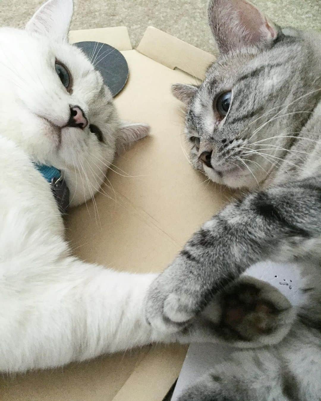 nala_catさんのインスタグラム写真 - (nala_catInstagram)「@white_coffee_cat I love you ❤️ #nationalbestfriendday」6月9日 1時22分 - nala_cat