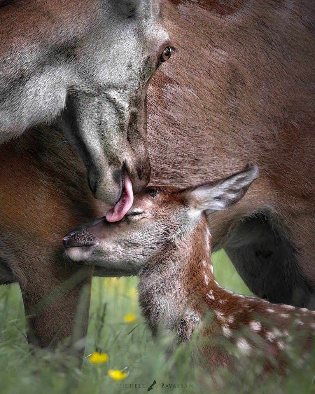 Discoveryさんのインスタグラム写真 - (DiscoveryInstagram)「“The maternal care of a deer towards her little fawn born only a few hours ago.” 🦌 📸 + caption by Michele Bavassano (@michele_bavassano) . . . . #photography #photooftheday #explore #naturephotography #nature #potd #travelIG #Italy #AbruzzoNationalPark #deer #mother #mom」6月9日 1時23分 - discovery