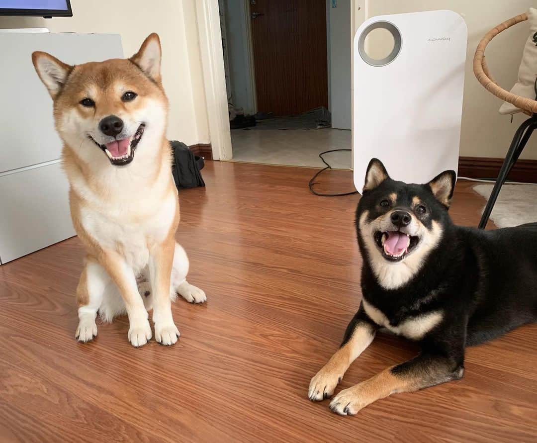 のインスタグラム：「Two warm puppies 🥺 Luckily the temperature will drop tomorrow 😄 🐾 🐾 🐾 #FrickoandKeaton #🐶 #☀️ #shiba #shibainu #dog #柴犬 #赤柴 #黒柴  #adorable #shibalovers #shibaholics  #dogoftheday  #weeklyfluff #aww #dogstagram  #dogscorner #puppiesofinstagram #shibapuppy」